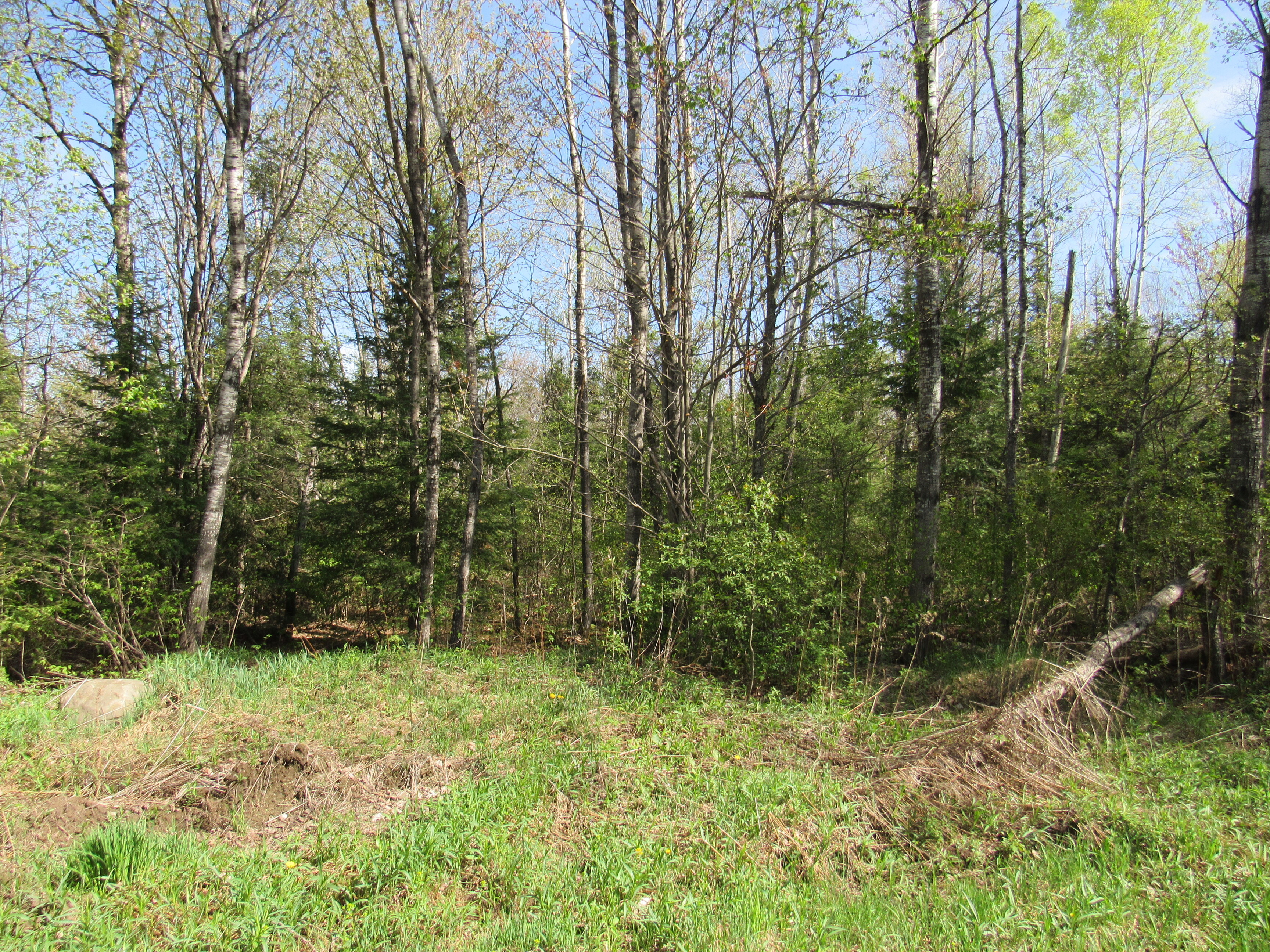 288 +/- Wooded Acreage 50175744