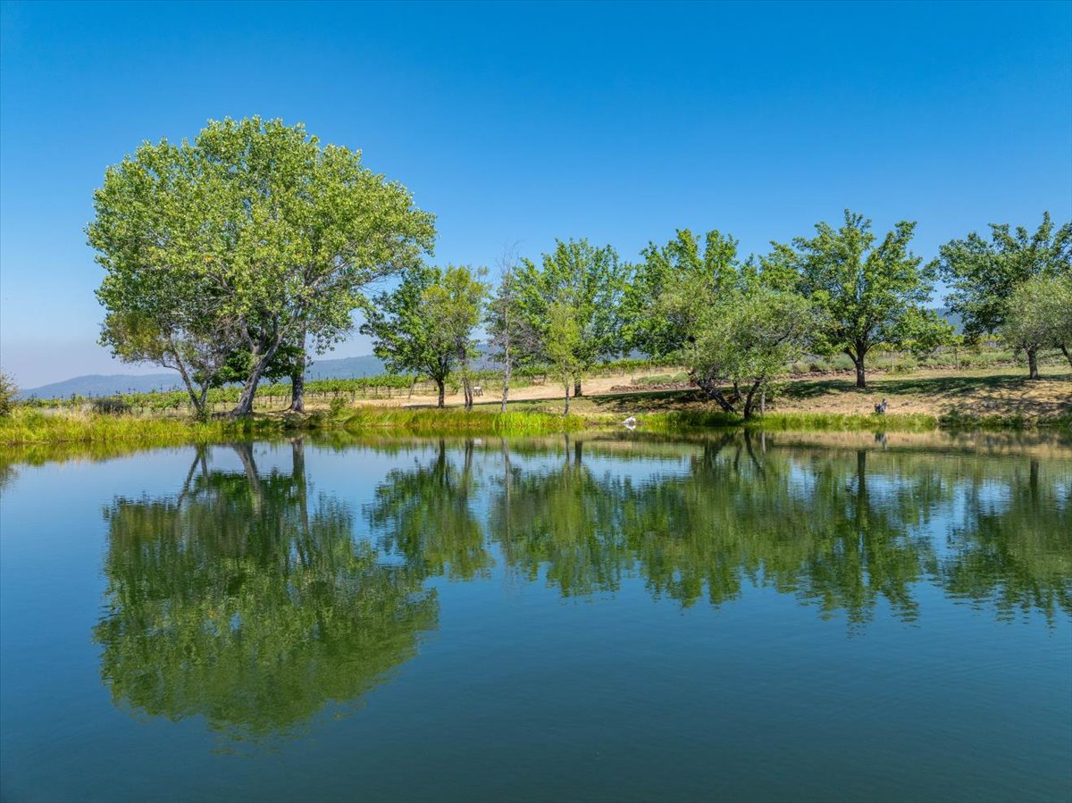 Alger Vineyards and More