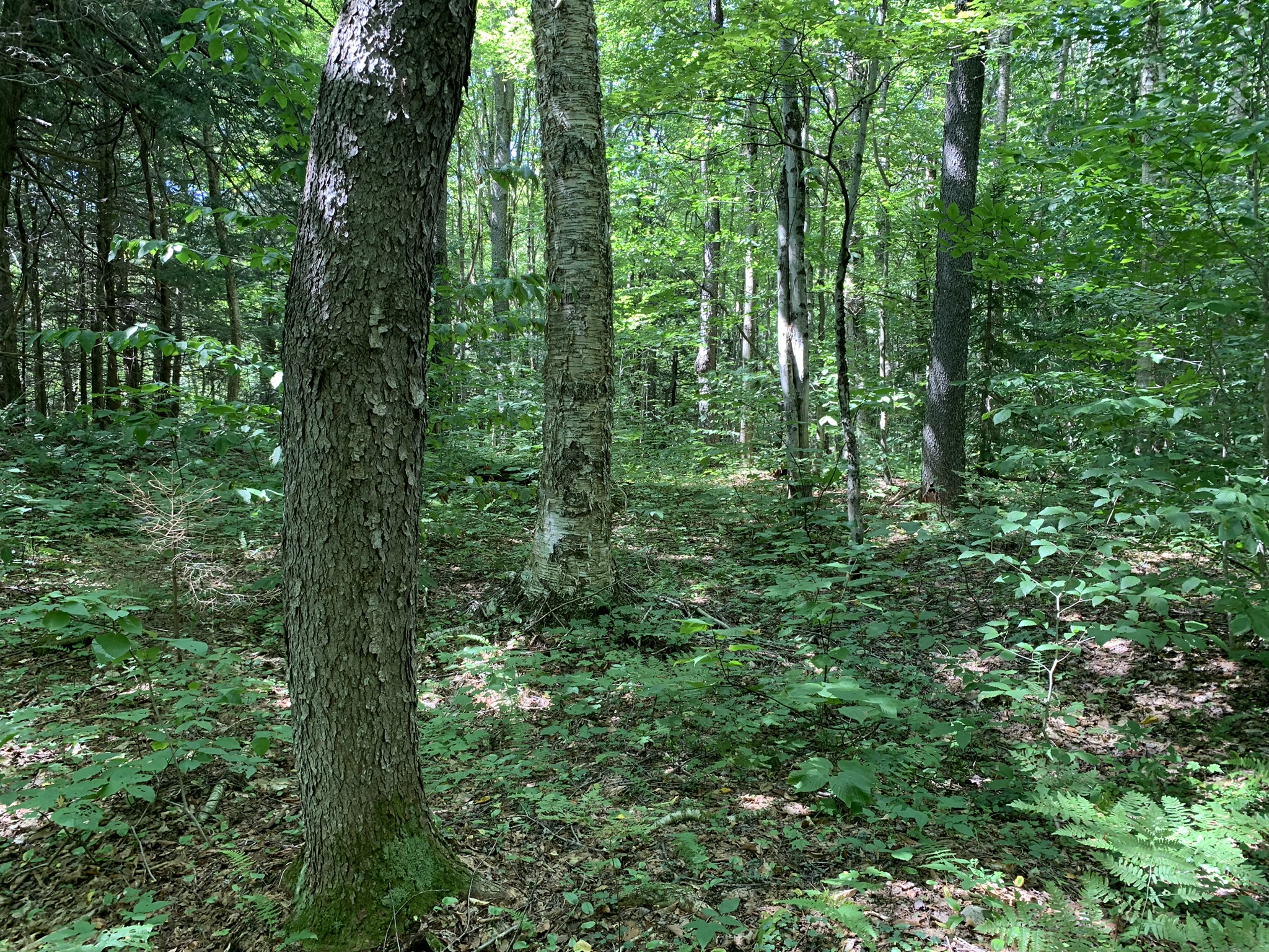 Lyman Brook Forest