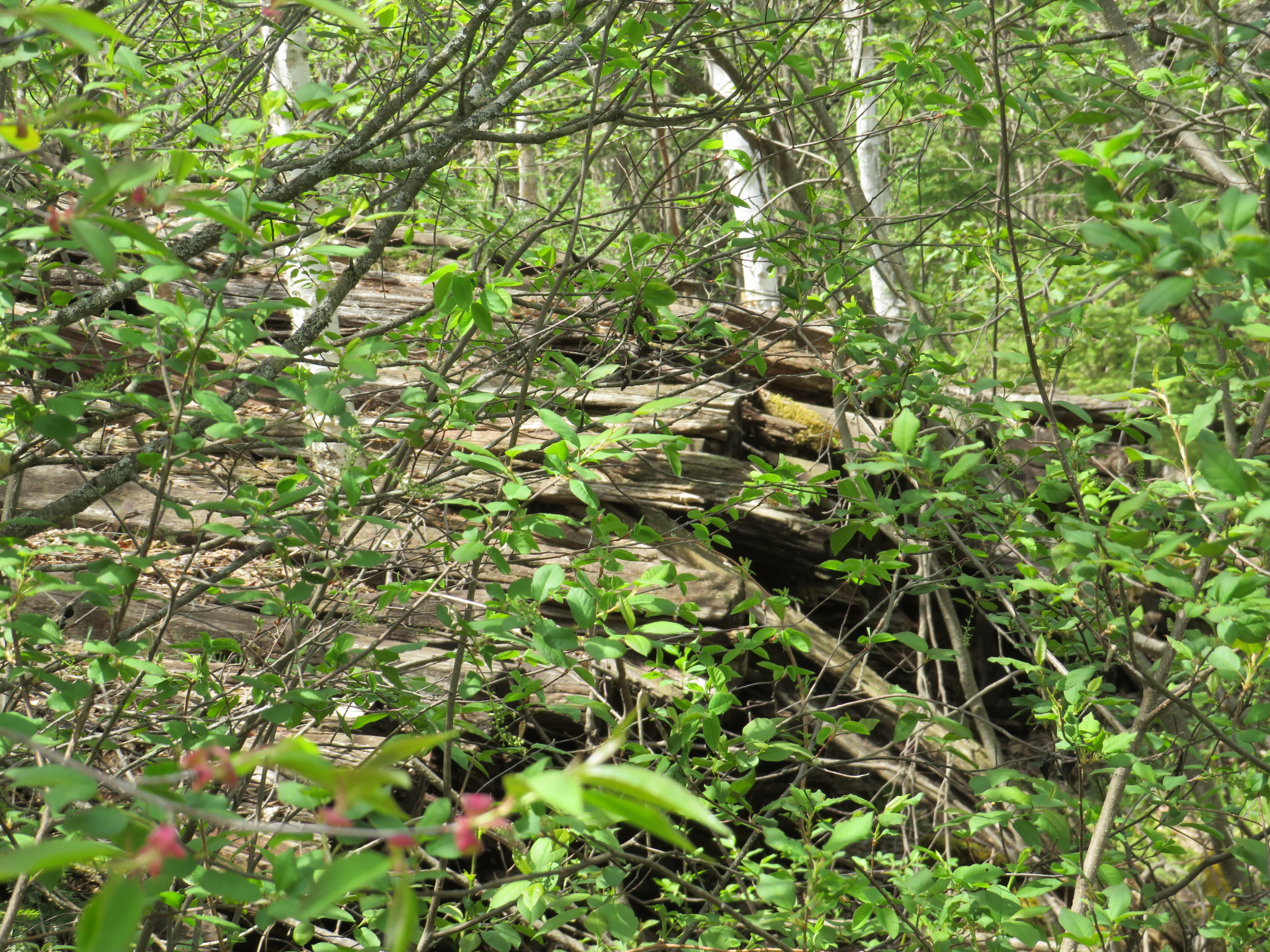 160 Acre Wilderness Retreat 50175391