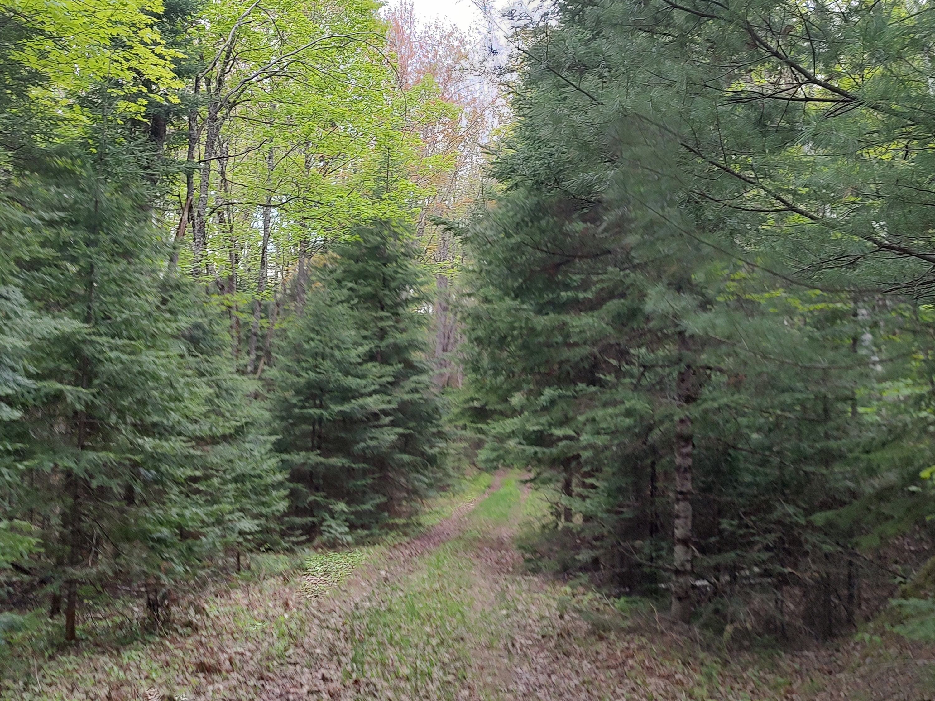 U.P. Robinson Lake Parcel 50167828