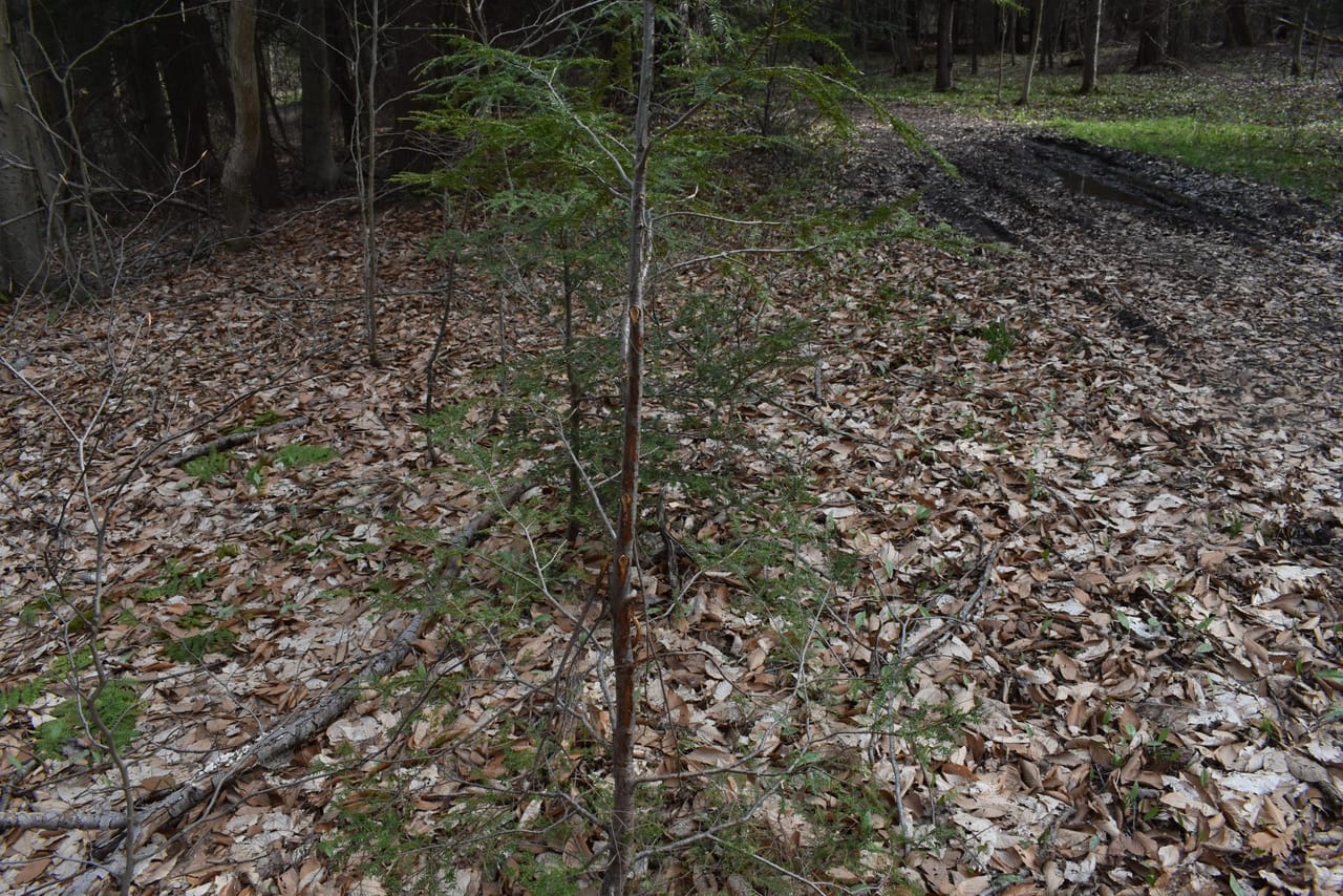 Listing Image 68
