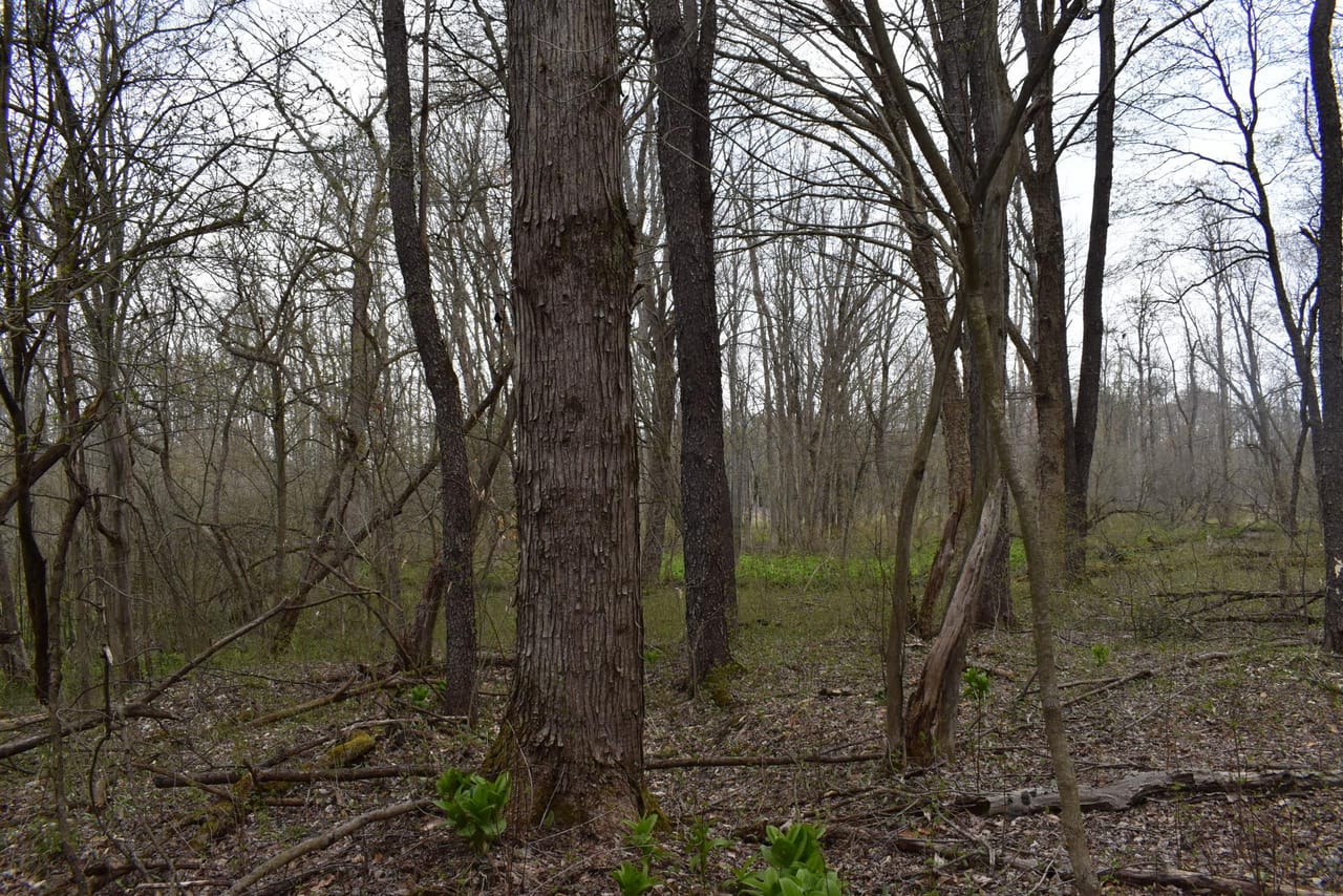 Listing Image 76