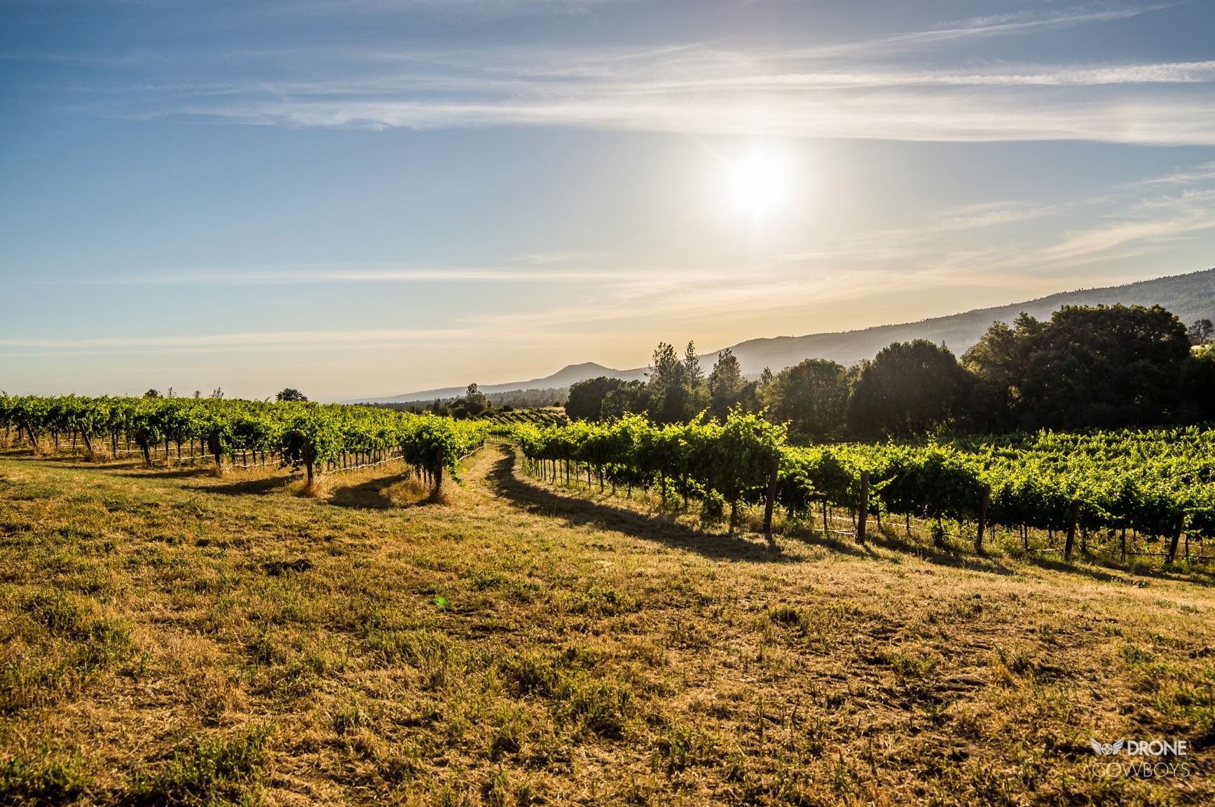 Alger Vineyards and More