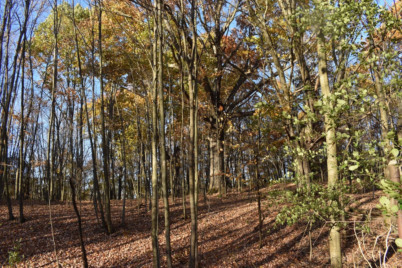 Listing Image 119