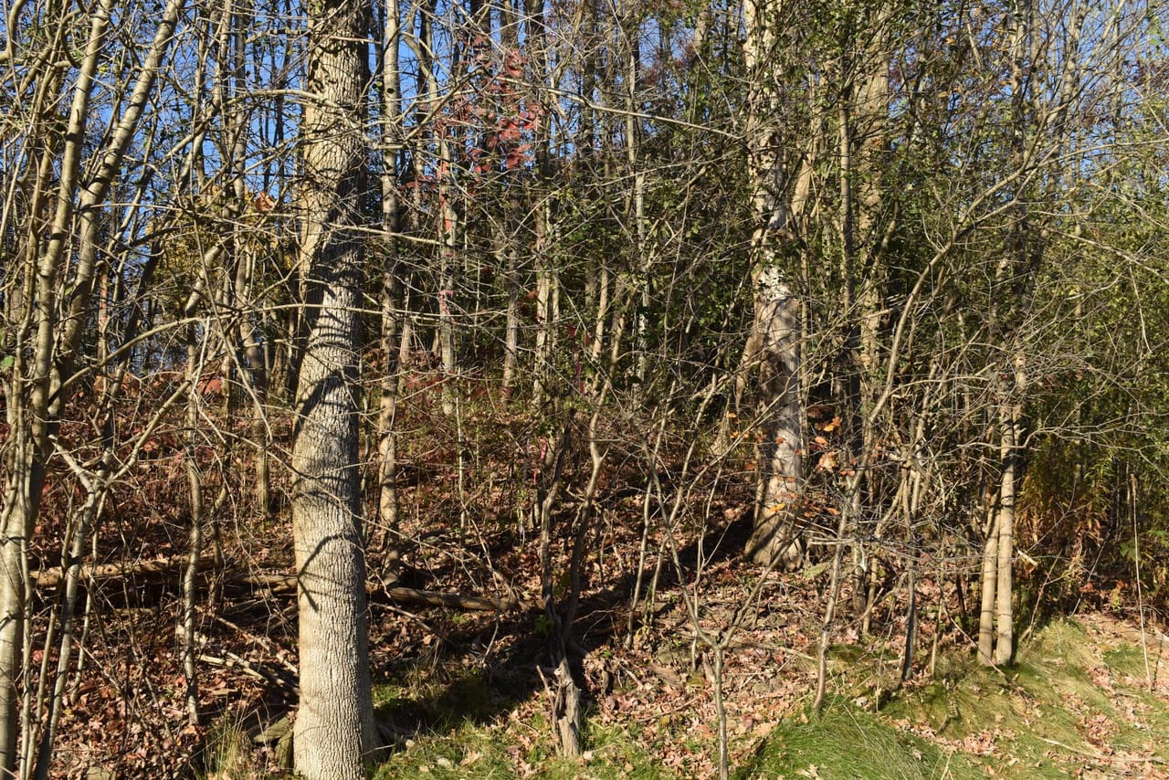 Listing Image 82