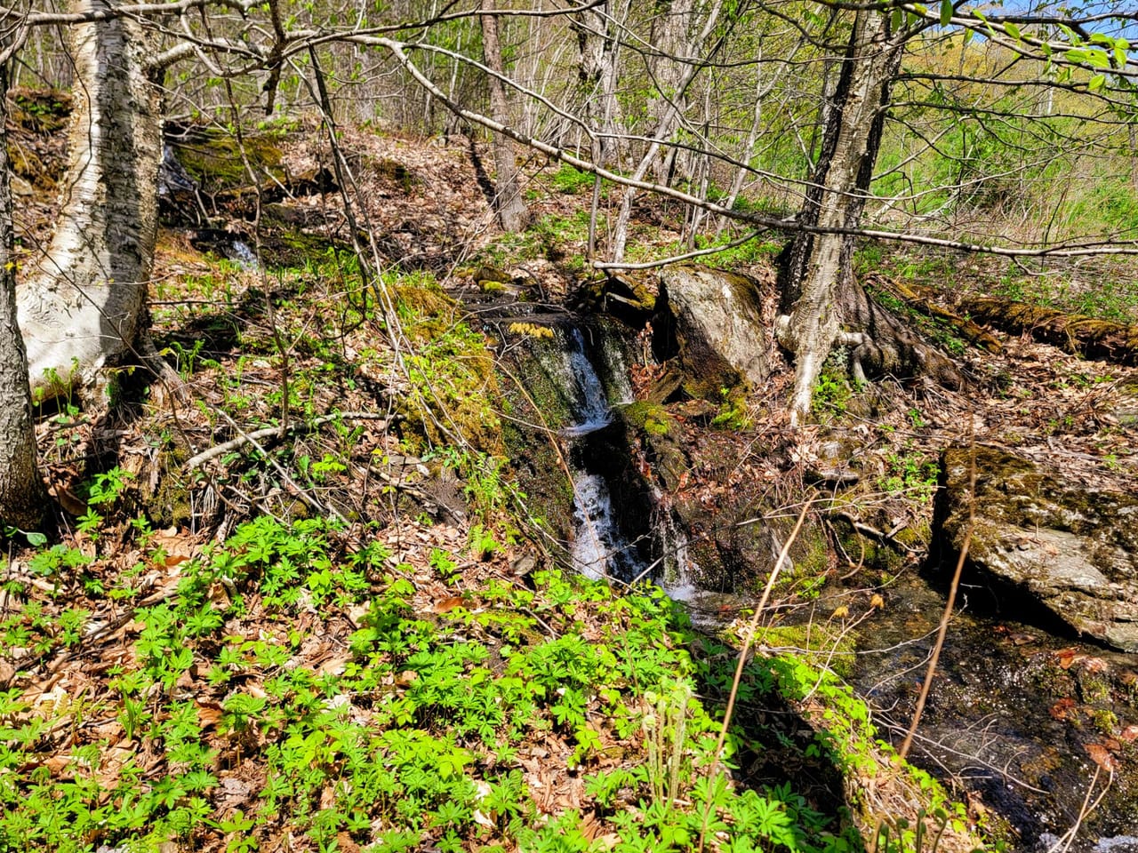 Listing Image 73