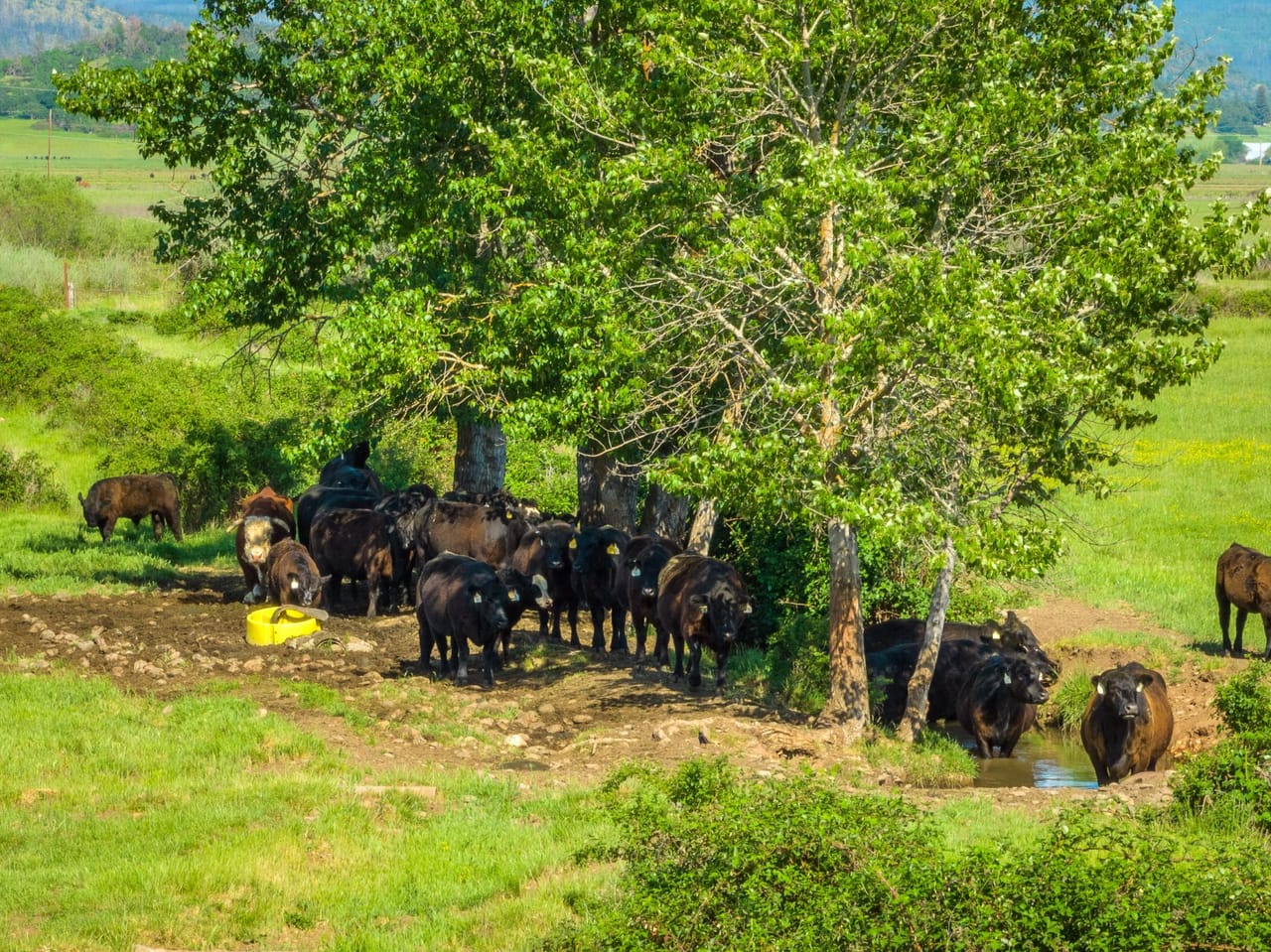 Reese Creek Farm