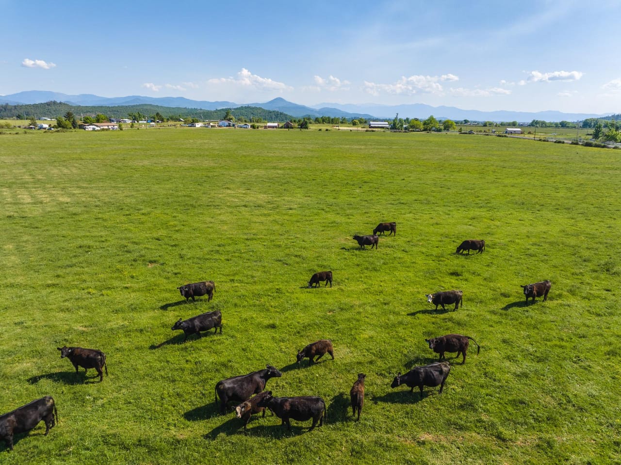 Reese Creek Farm