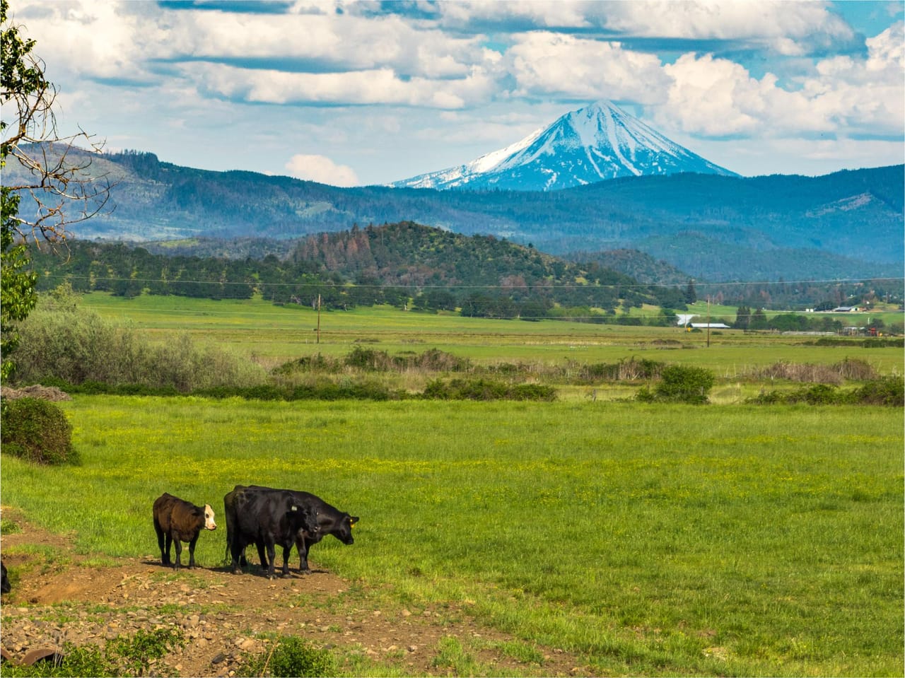 Reese Creek Farm