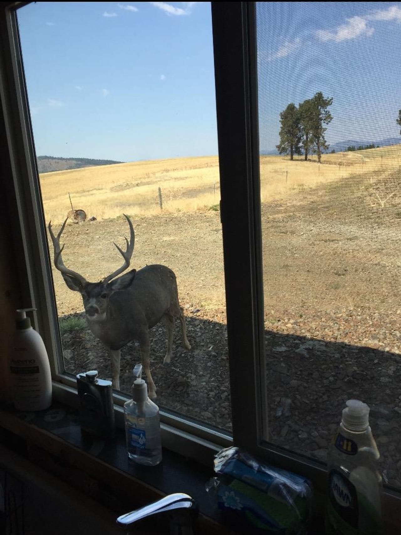 Listing Image 82