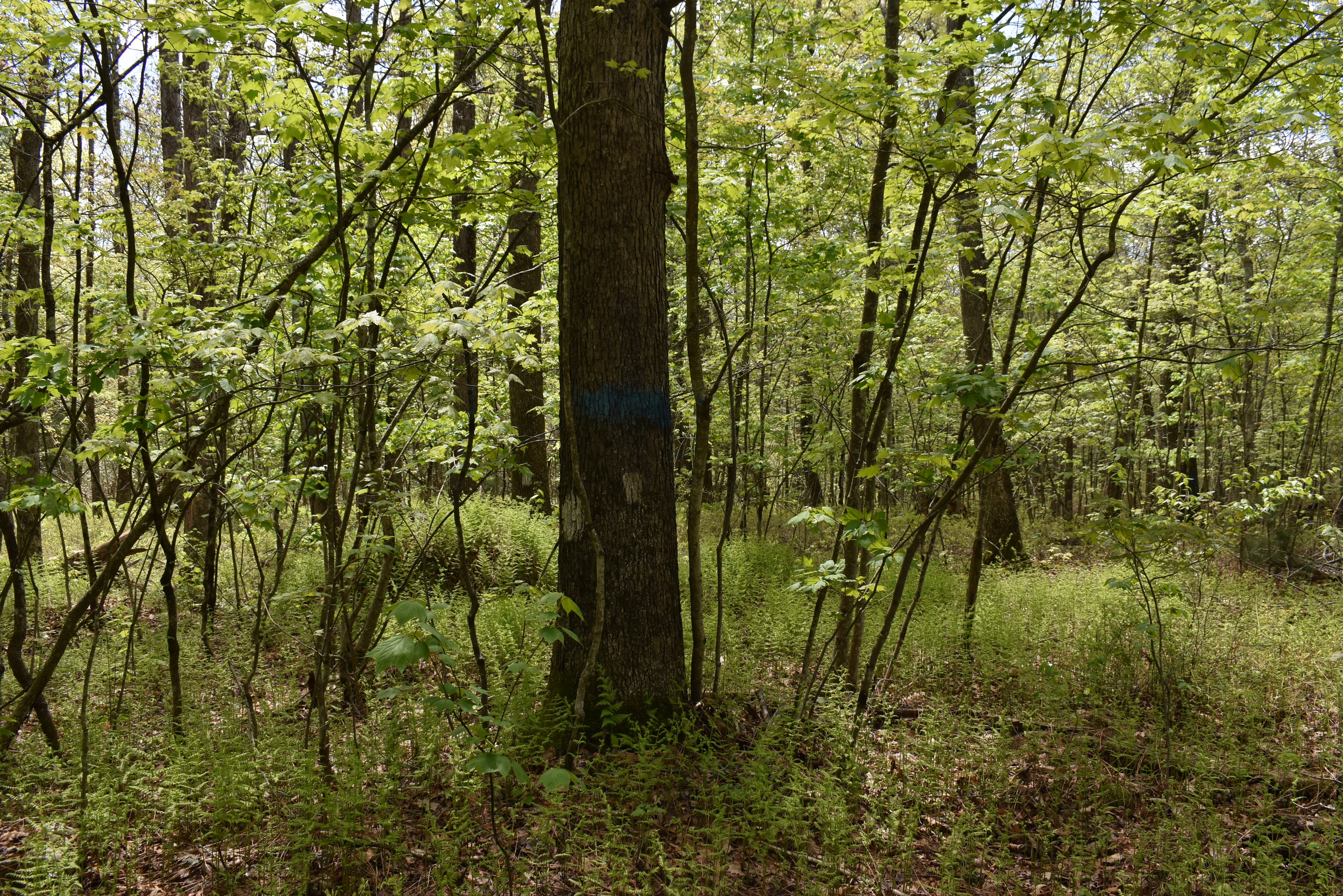 Grugan Hollow