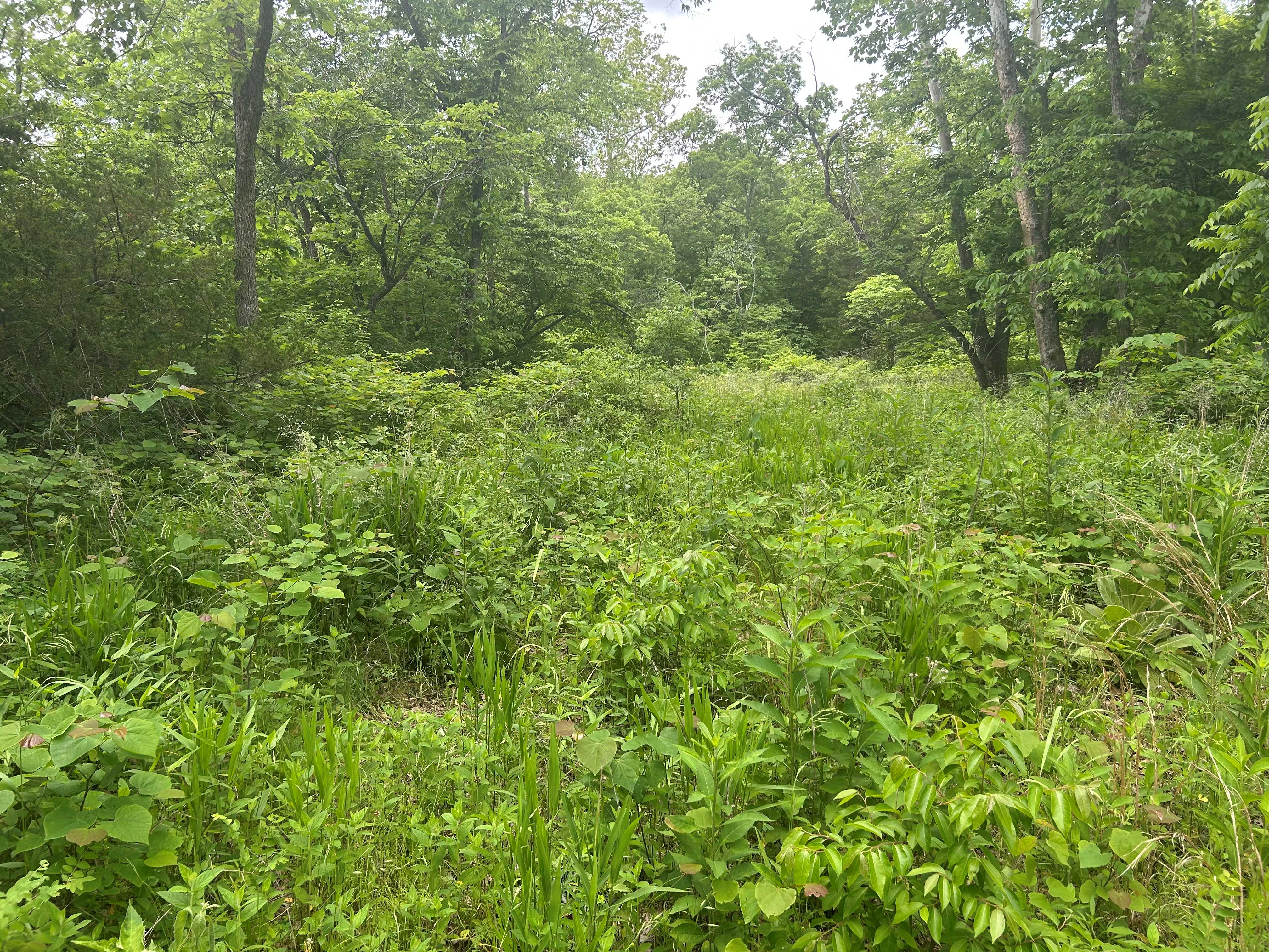 Kolb Branch