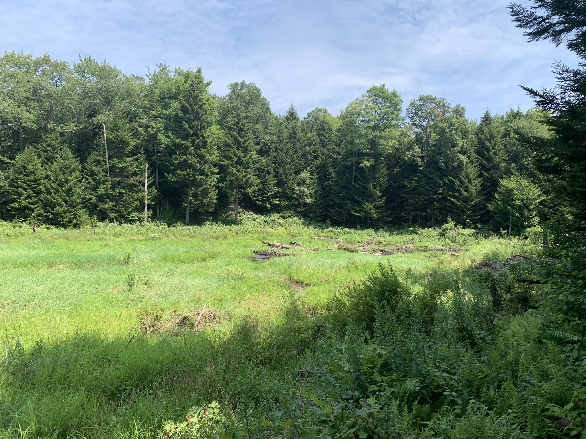 Lyman Brook Forest