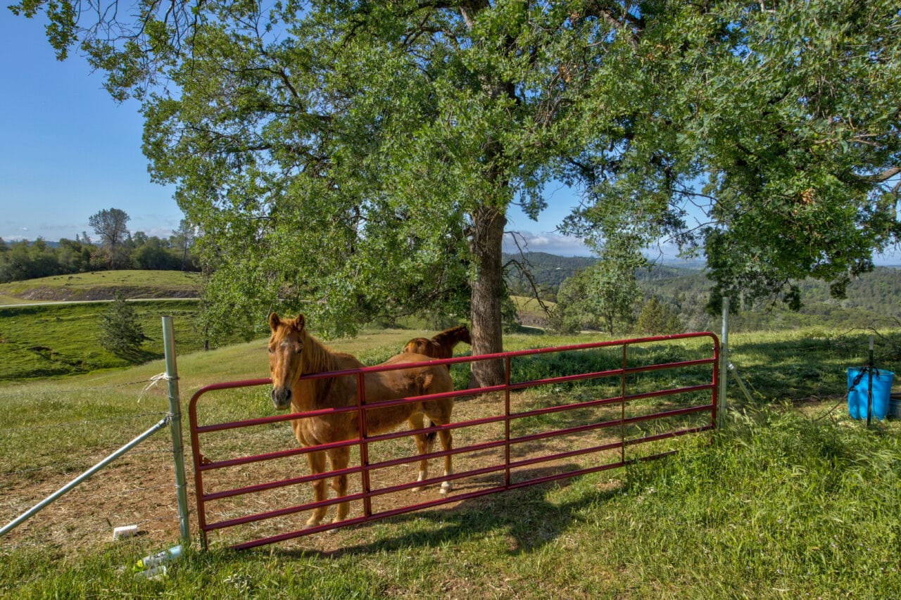 Trembath Mountain Vista