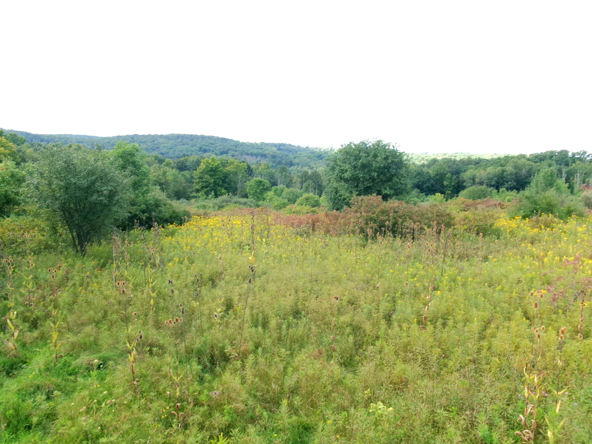 Listing Image 49