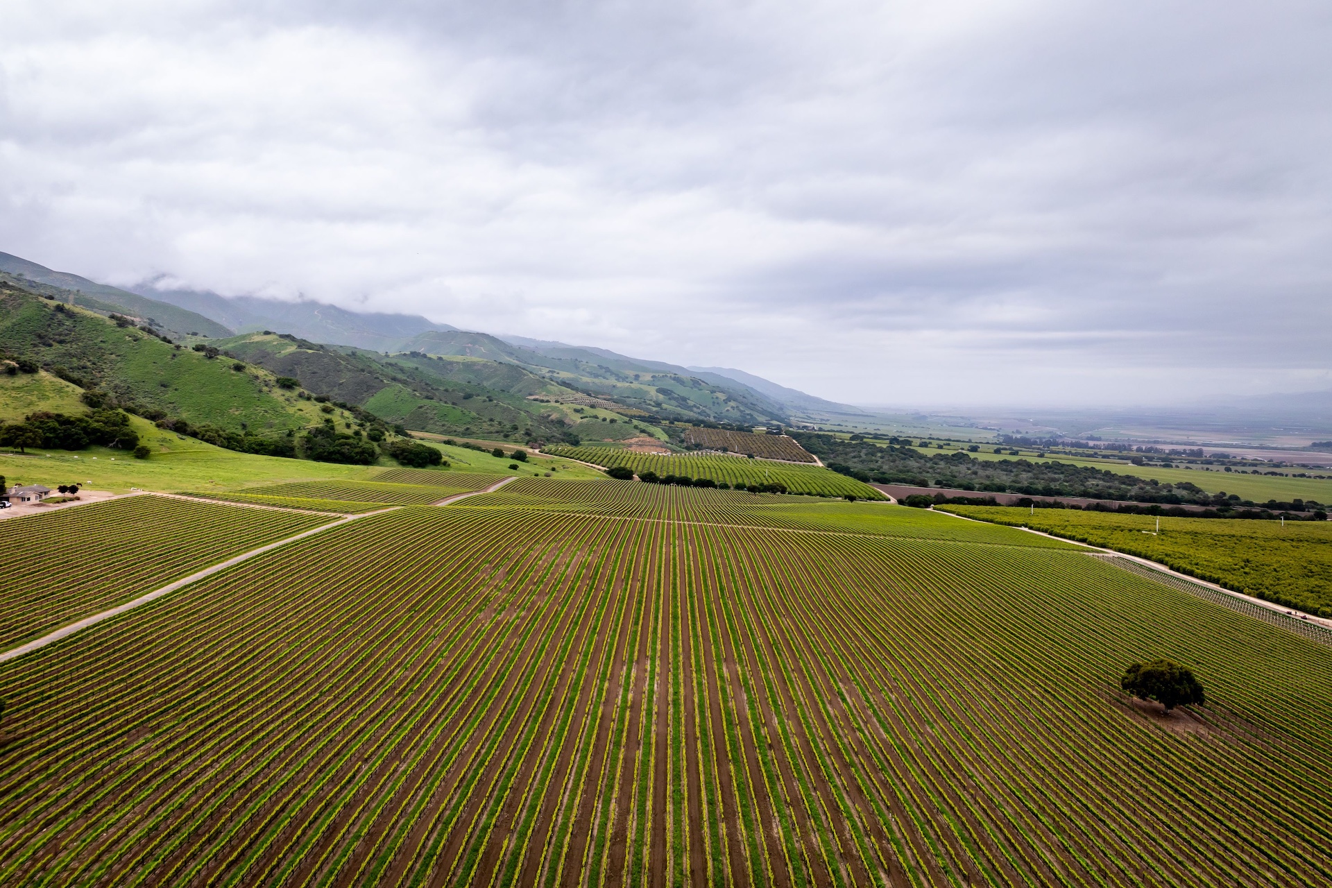 Boekenoogen Santa Lucia Highlands Vineyard
