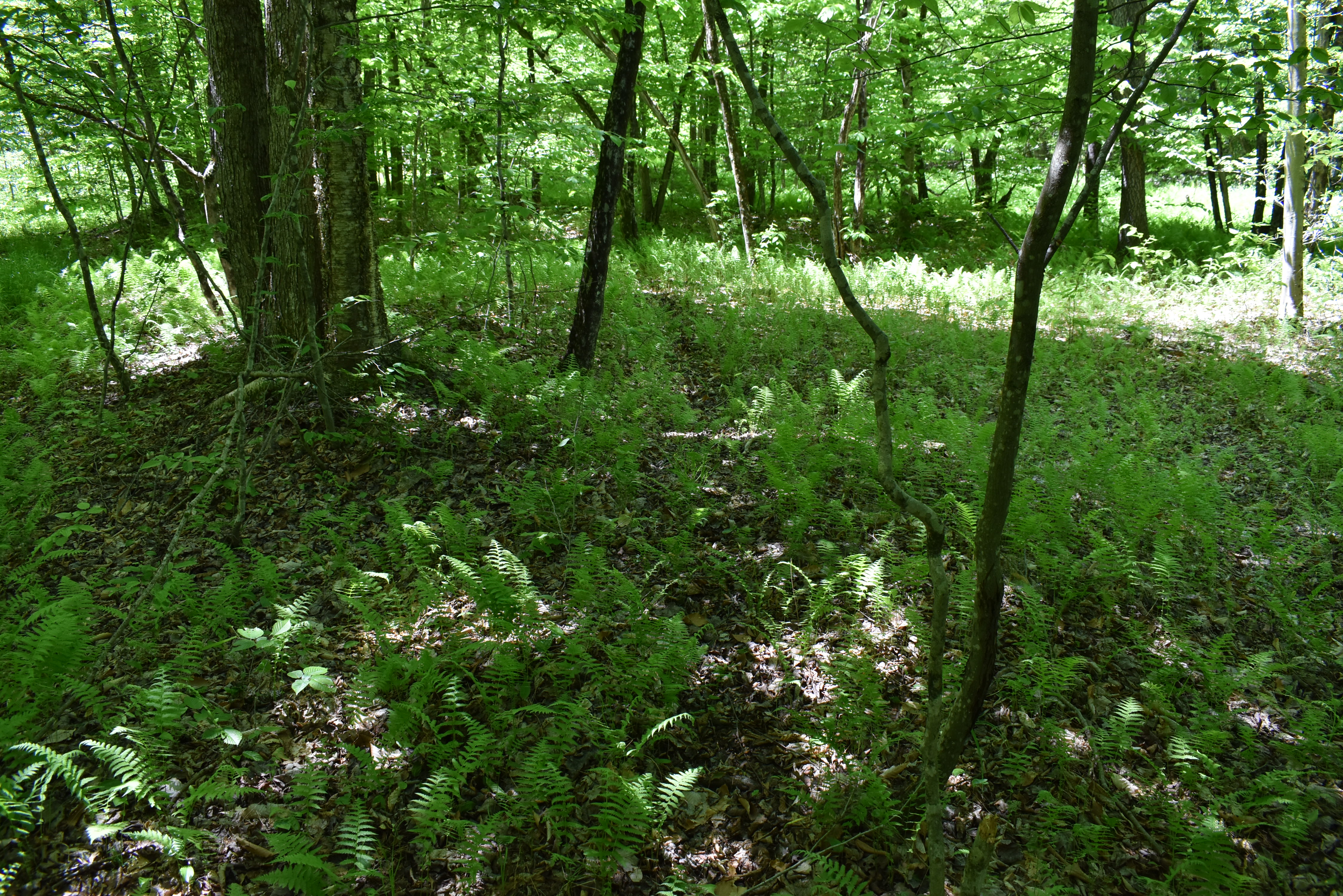 Listing Image 34
