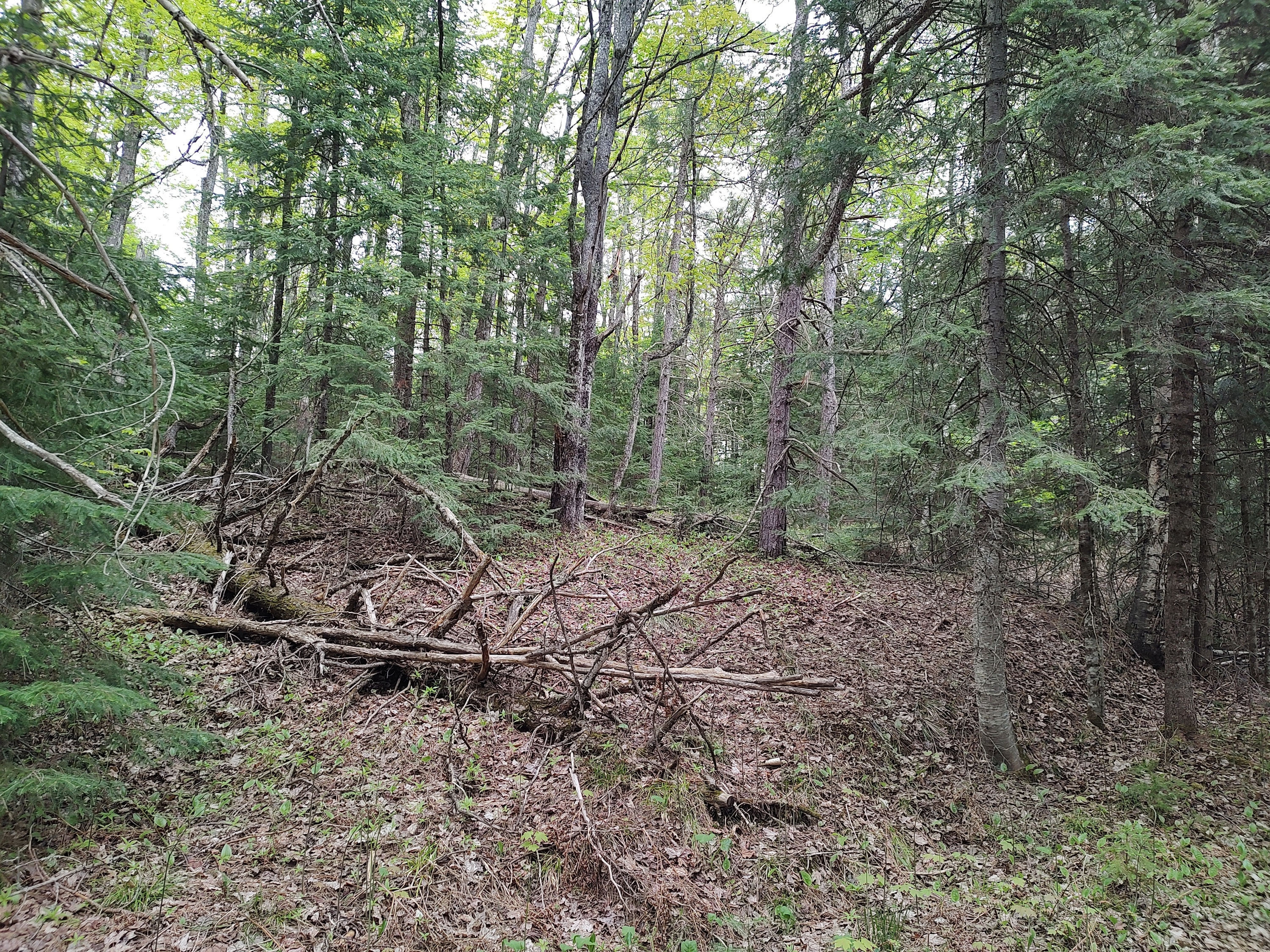 U.P. Robinson Lake Parcel 50167828