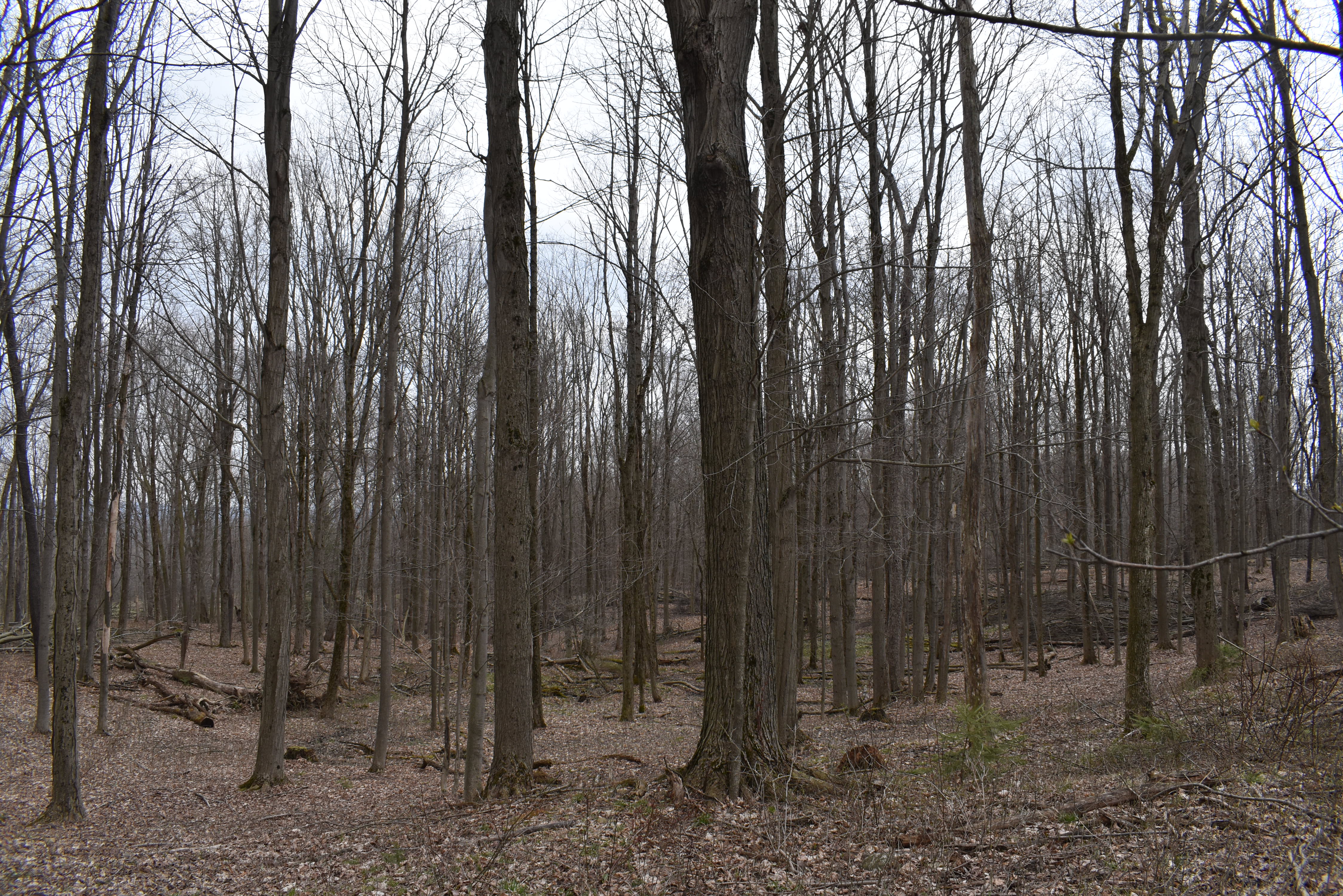 Hammond Hill Hideaway