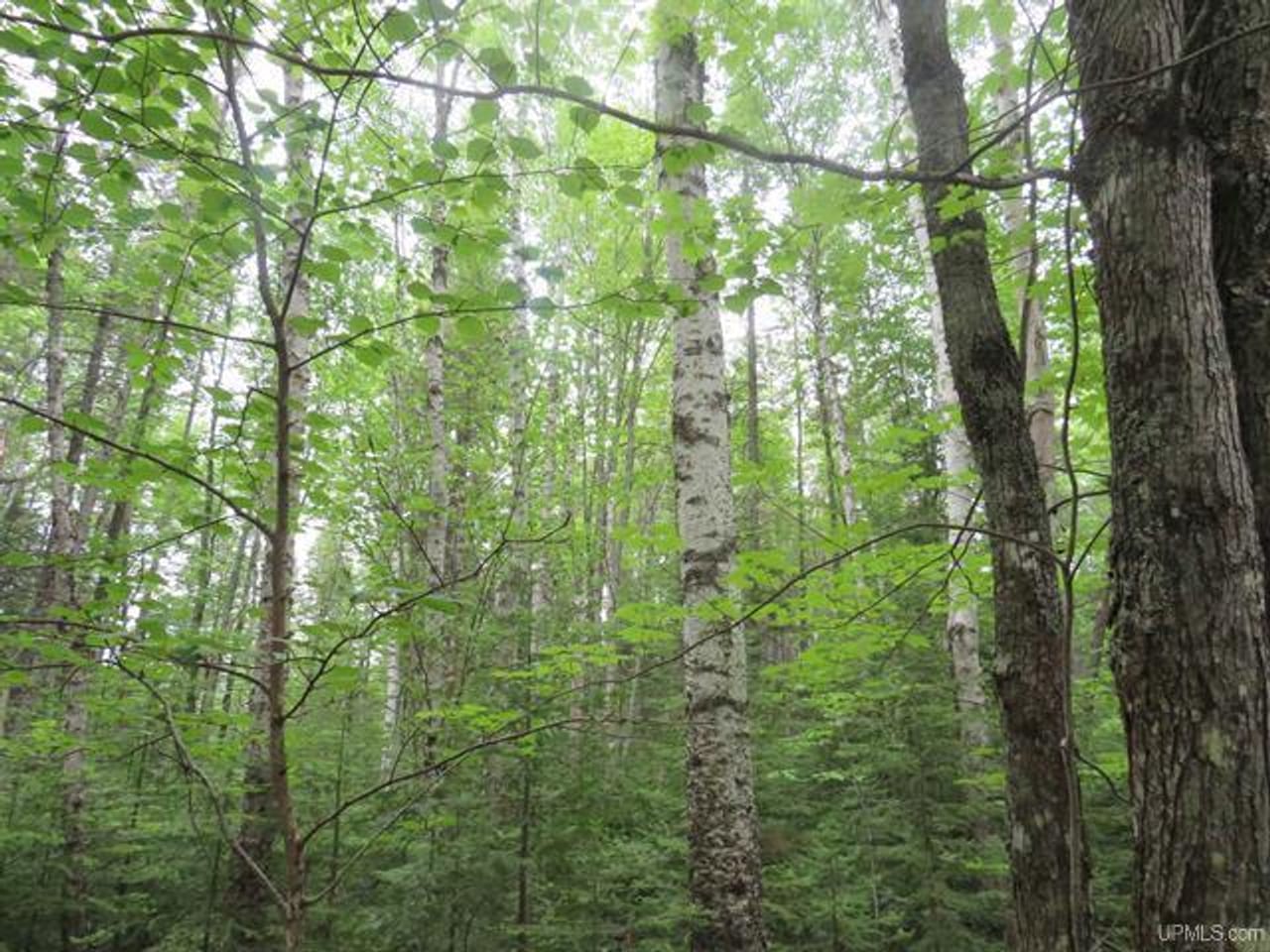 Listing Image 52