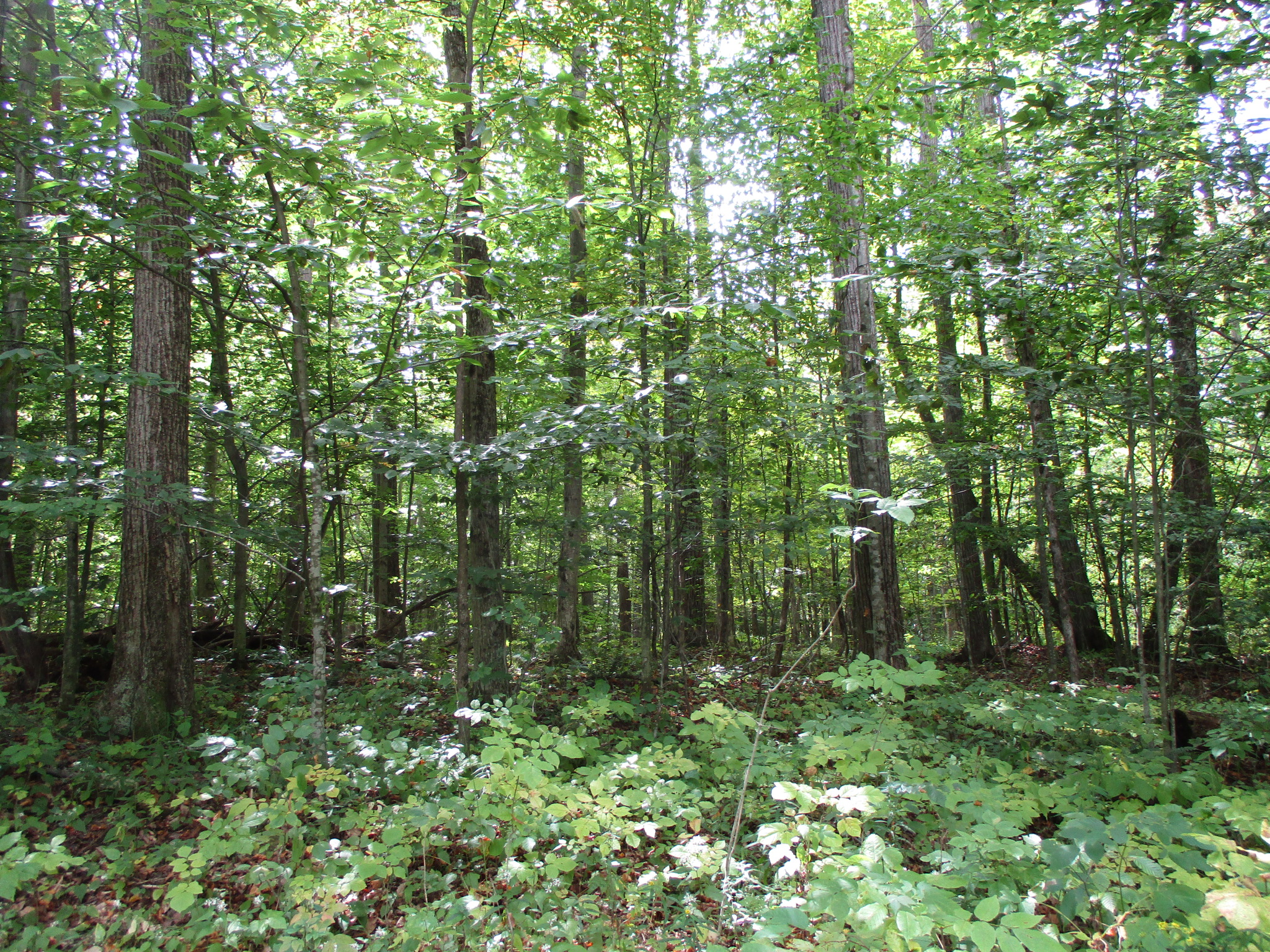Listing Image 8