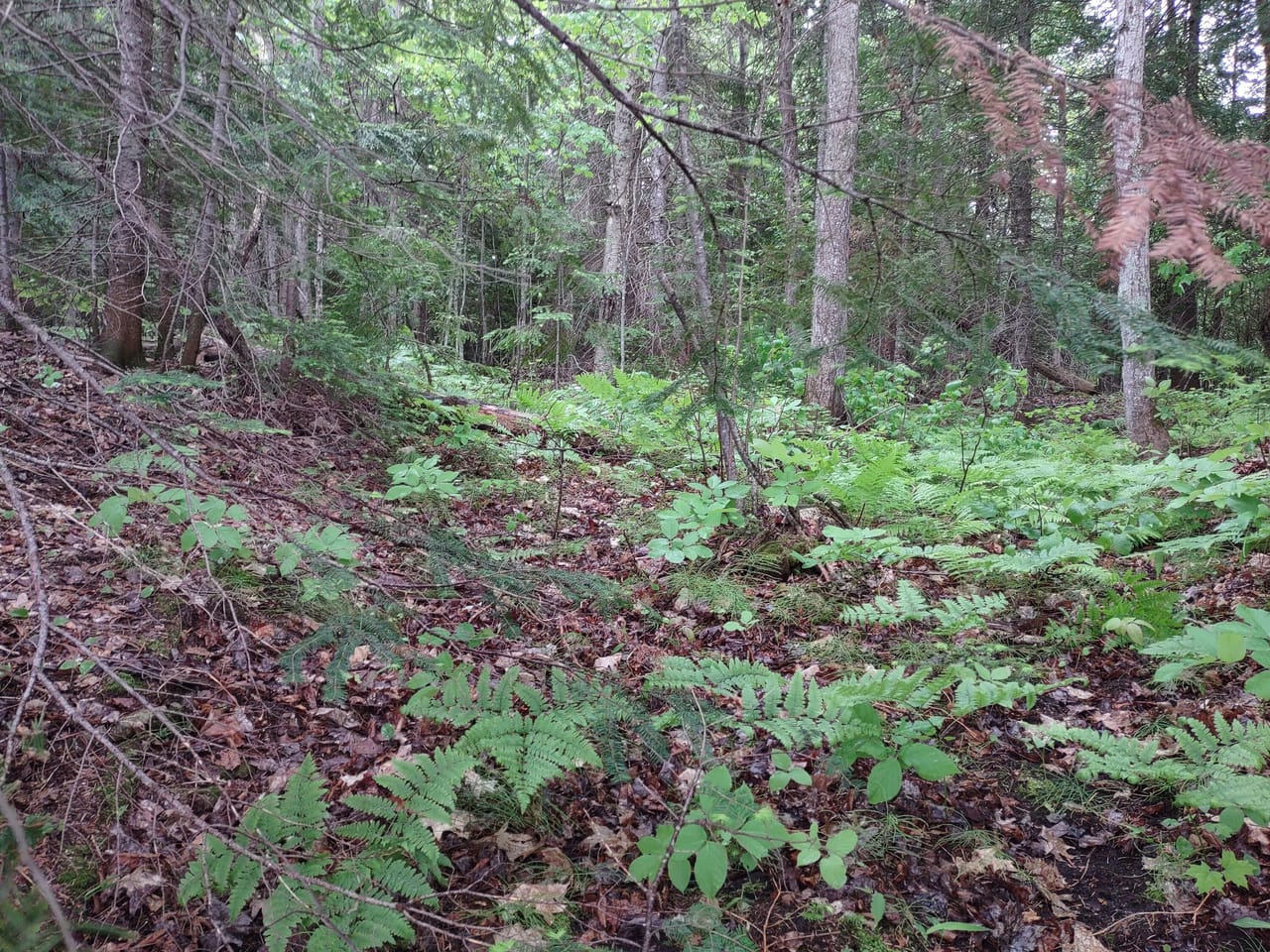 Michigan Lakefront Parcel 50112910