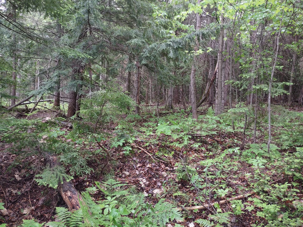 Michigan Lakefront Parcel 50112910