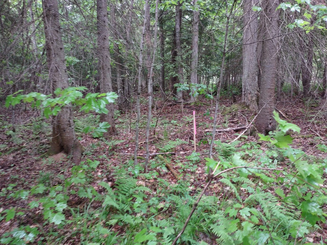 Michigan Lakefront Parcel 50112910