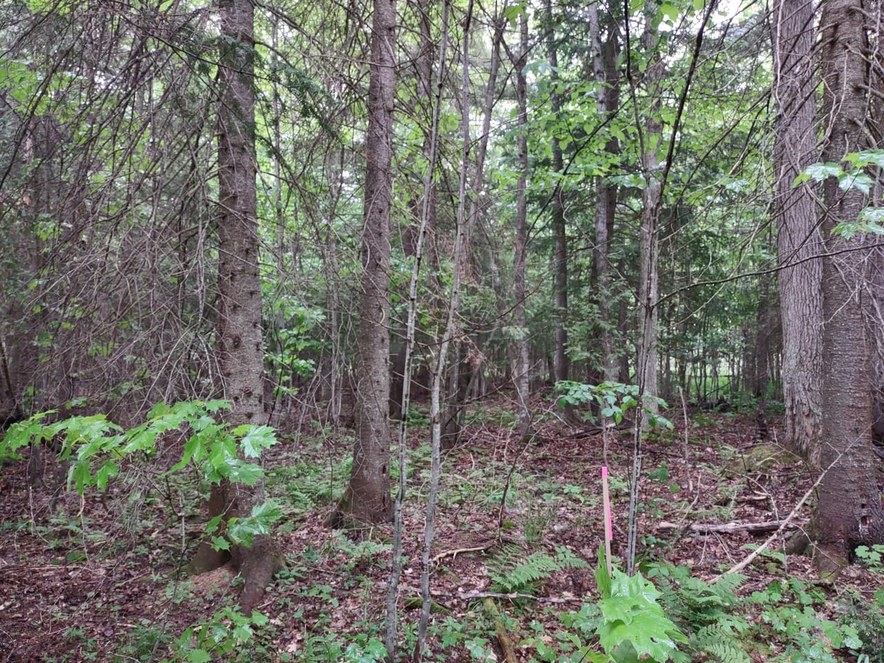 Michigan Lakefront Parcel 50112910