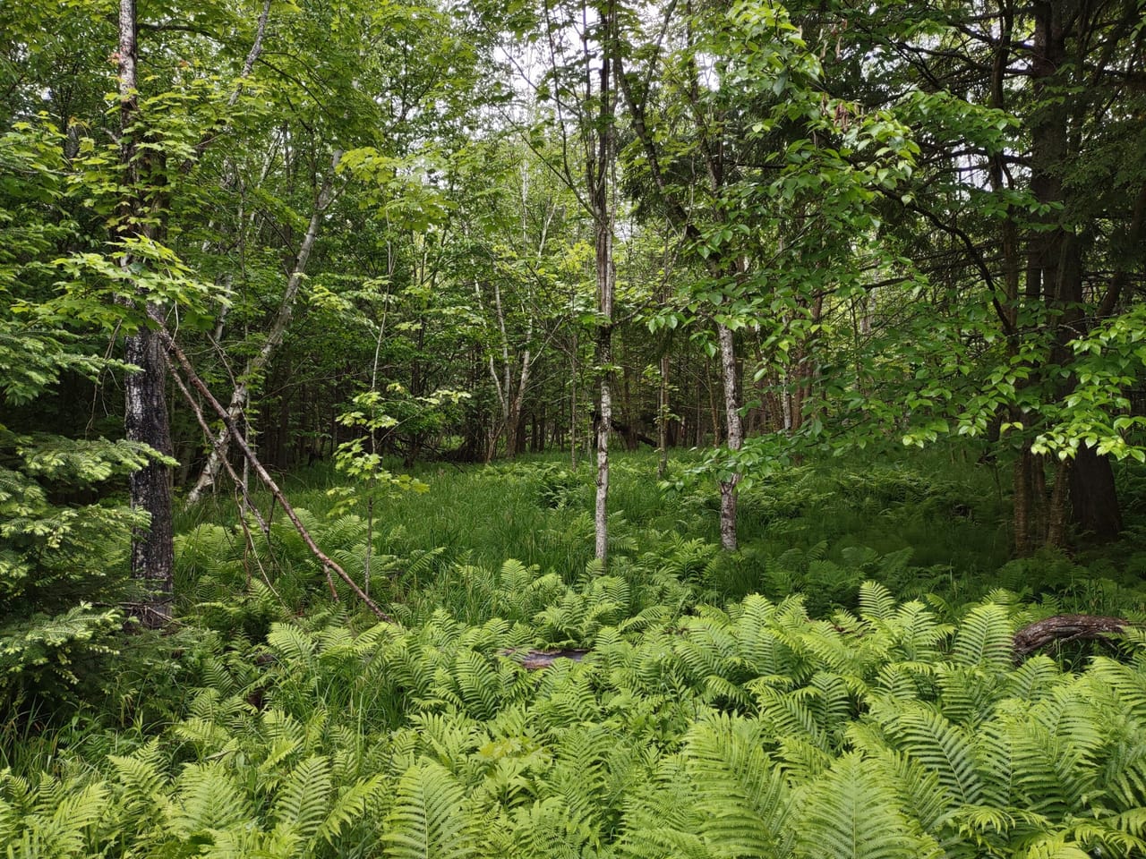 Michigan Lakefront Parcel 50112910
