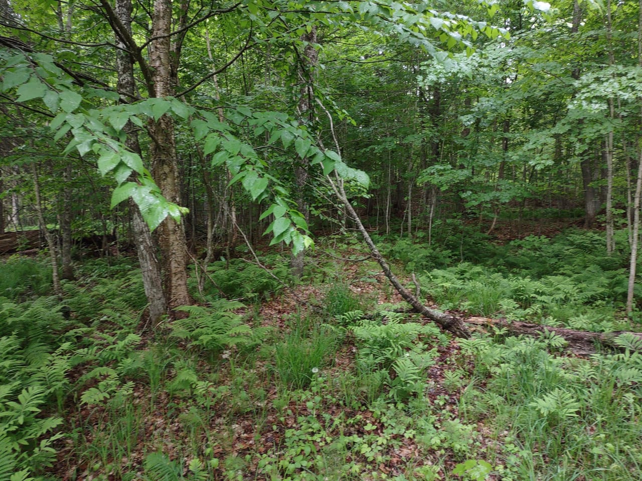 Michigan Lakefront Parcel 50112910