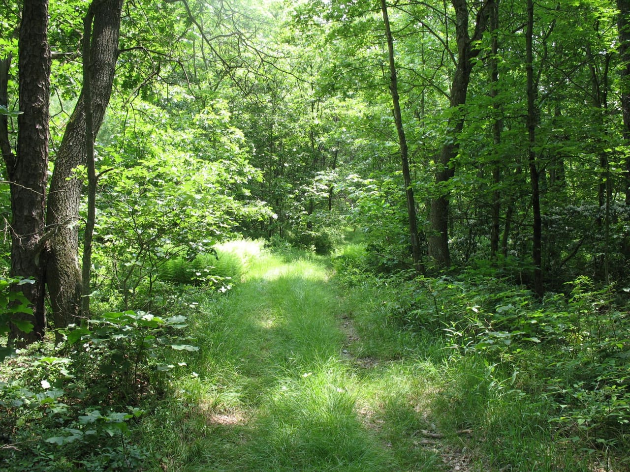 Listing Image 56