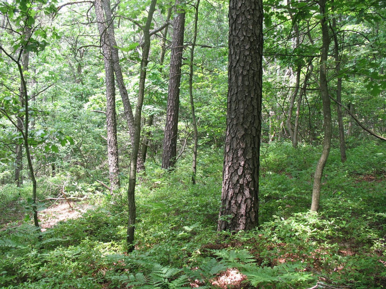 Listing Image 67