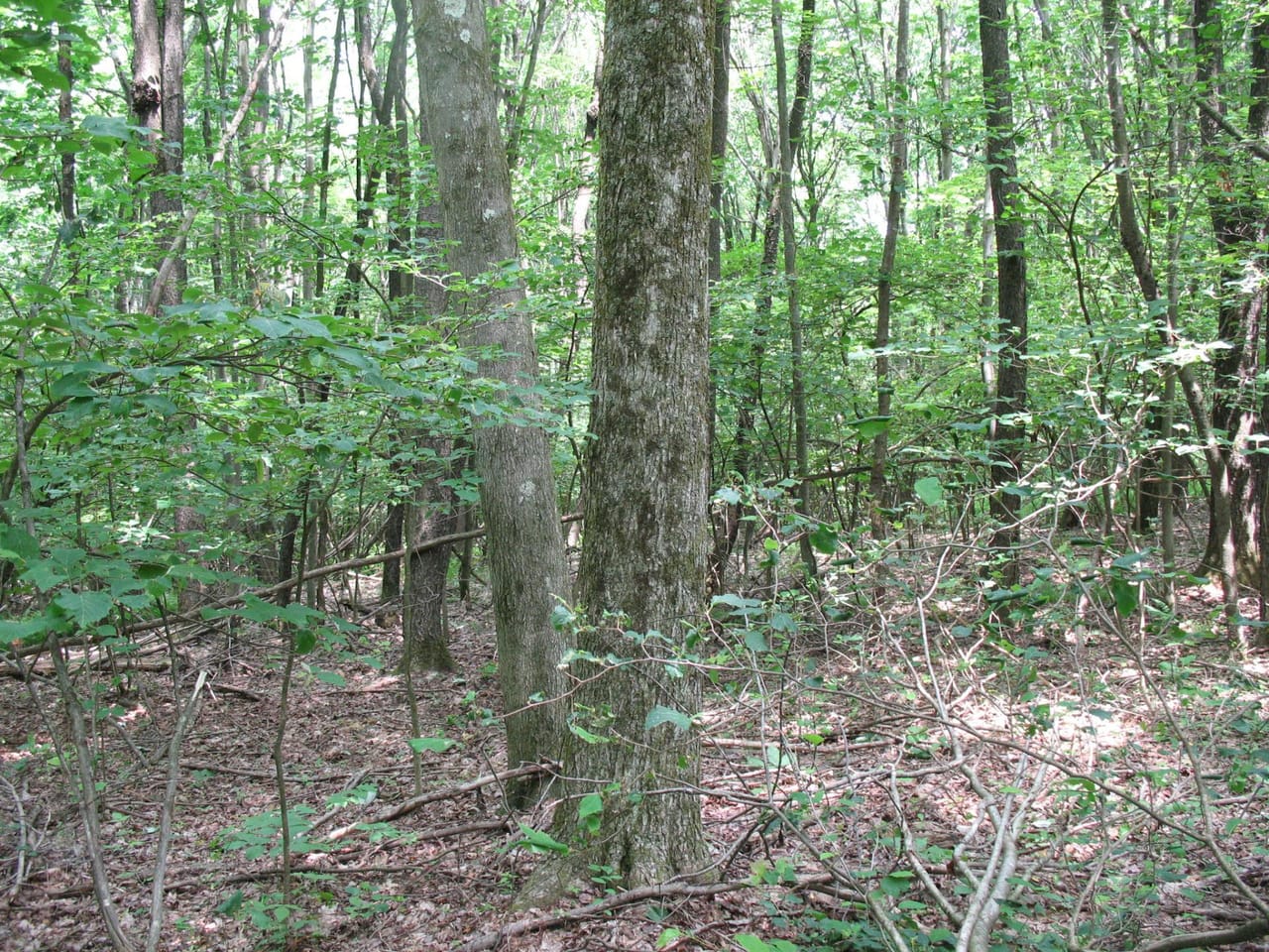 Listing Image 68