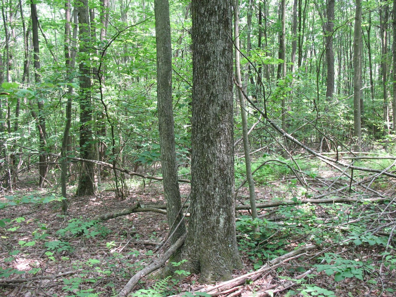 Listing Image 69