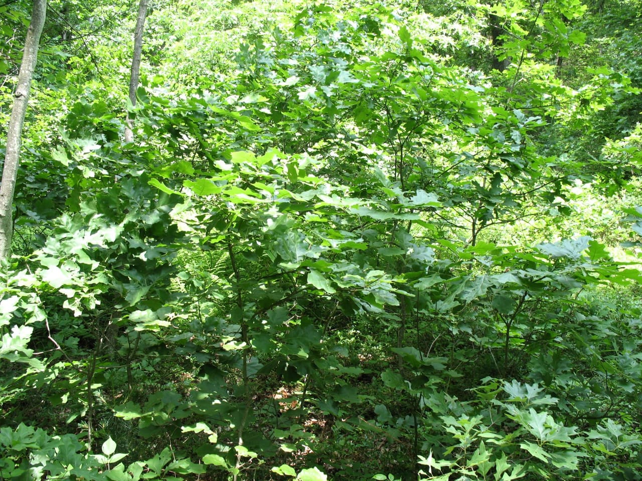 Listing Image 73