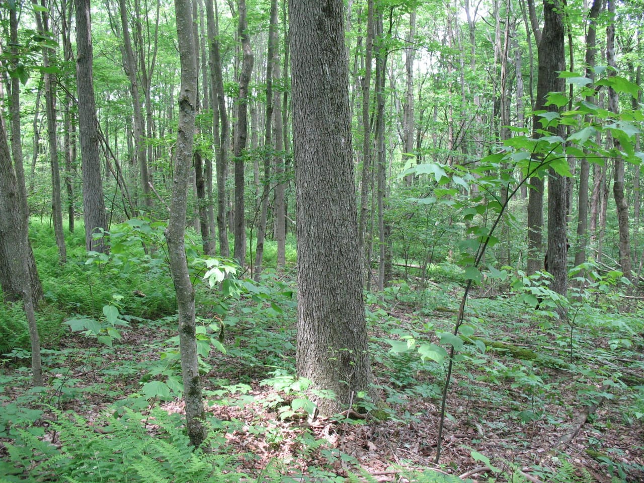 Listing Image 74