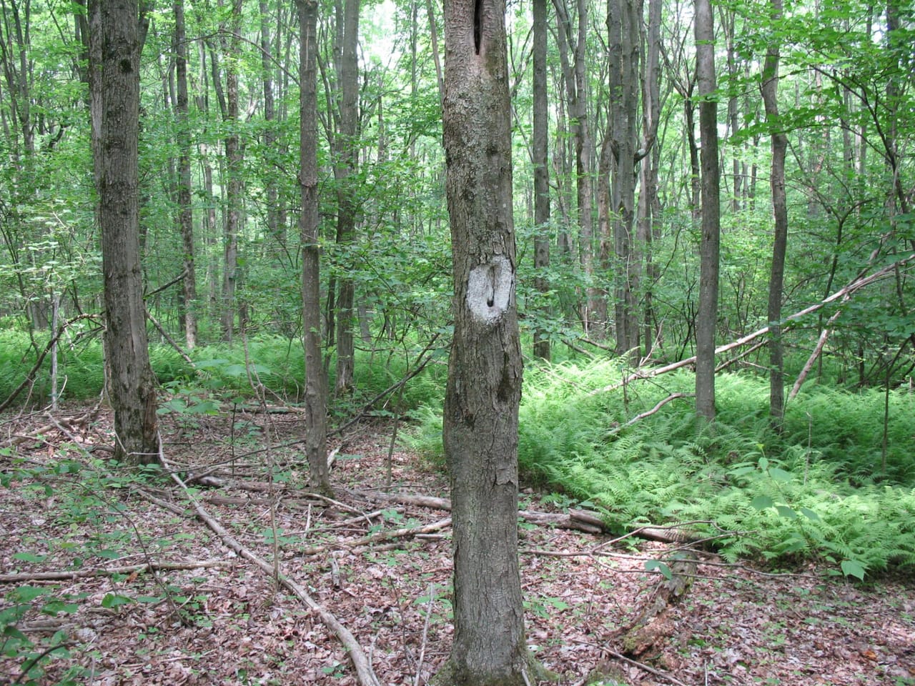 Listing Image 76