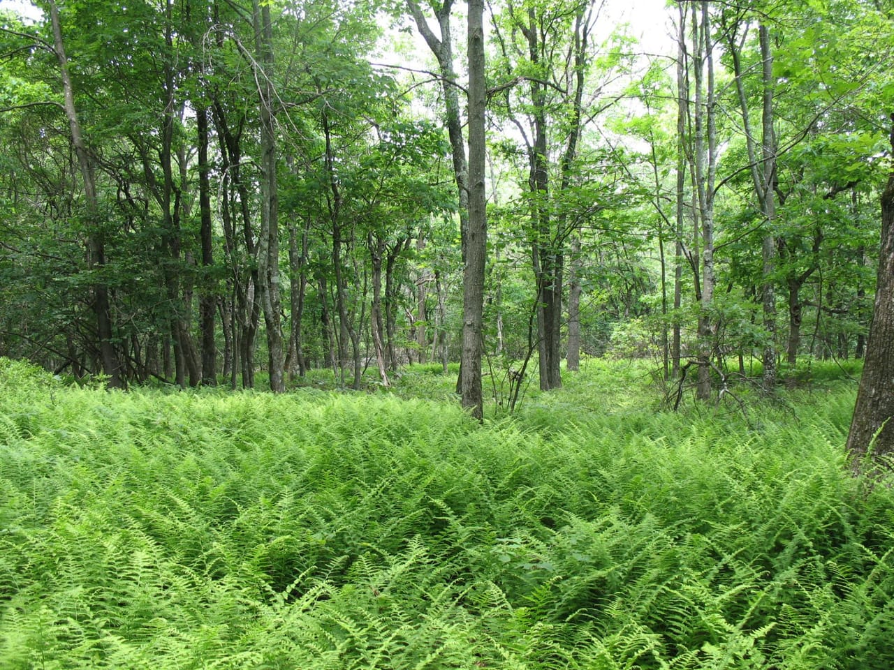Listing Image 57
