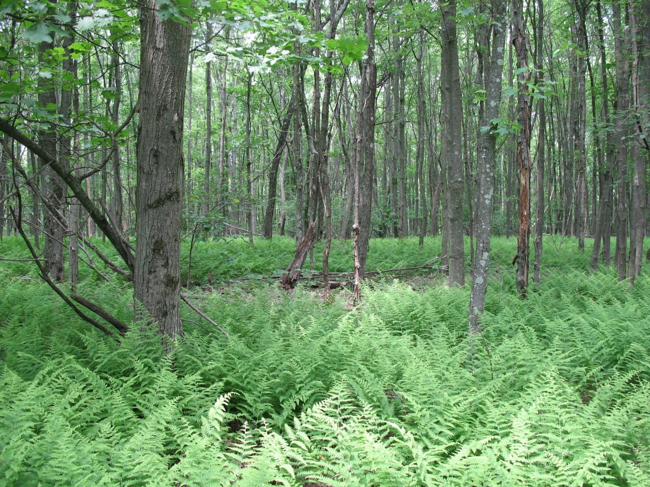 Listing Image 61