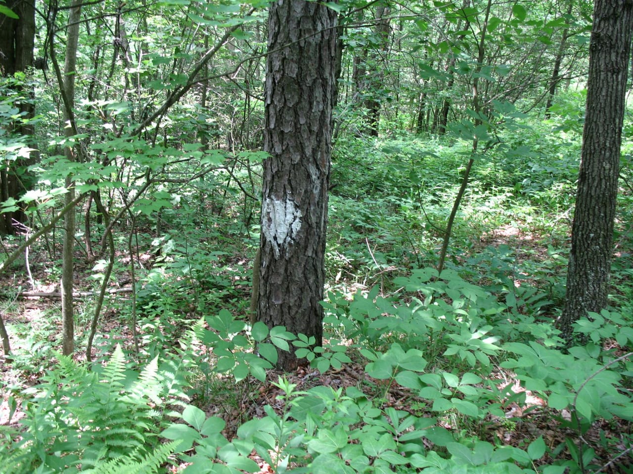 Listing Image 9