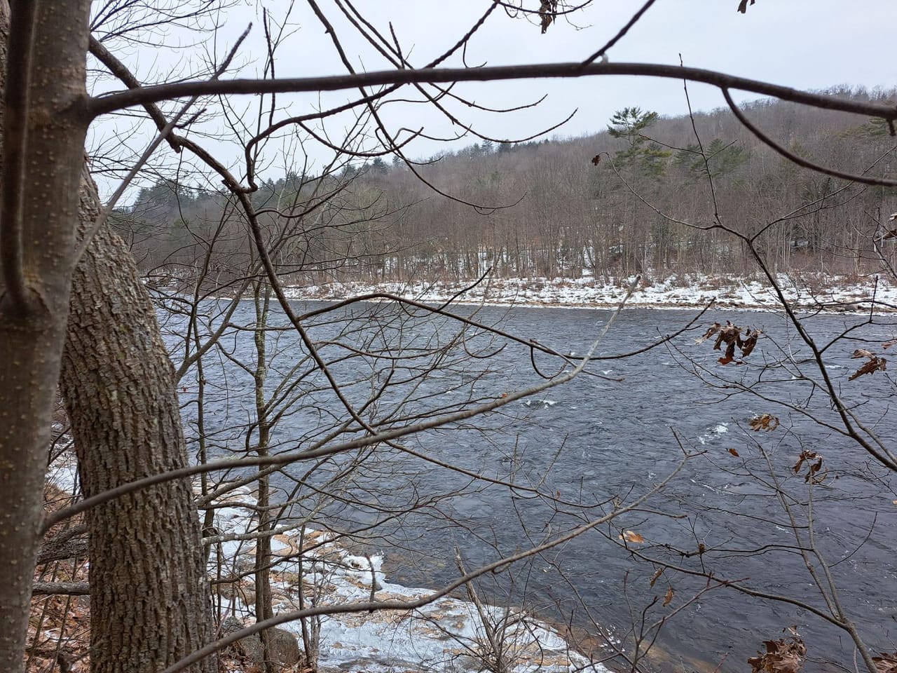 Hudson River Woodlot