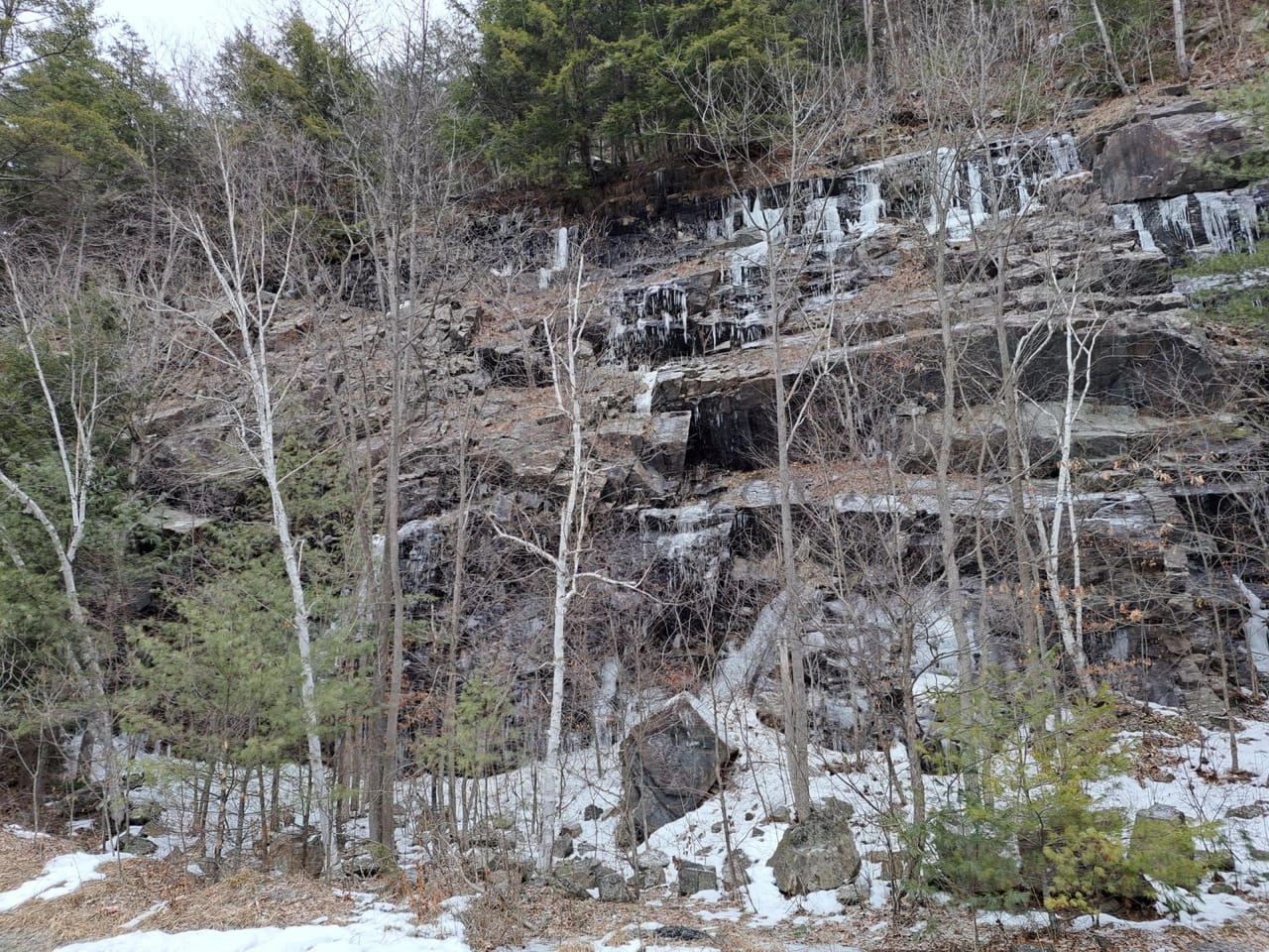 Hudson River Woodlot