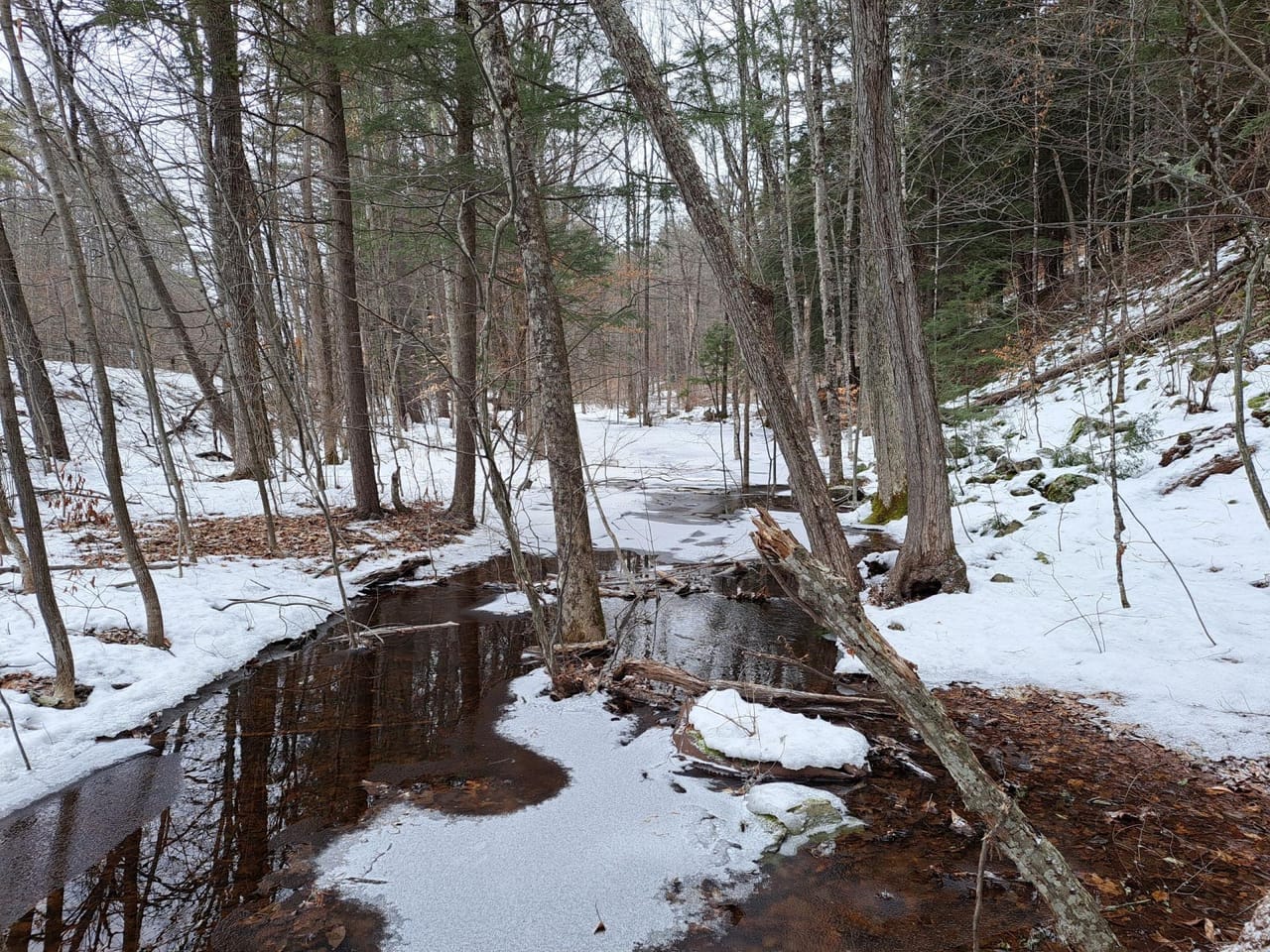 Hudson River Woodlot