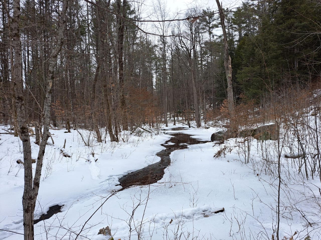 Hudson River Woodlot