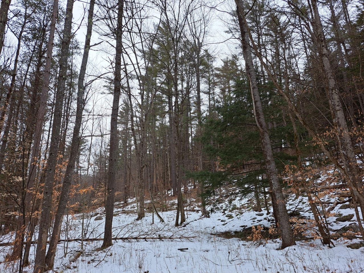 Hudson River Woodlot