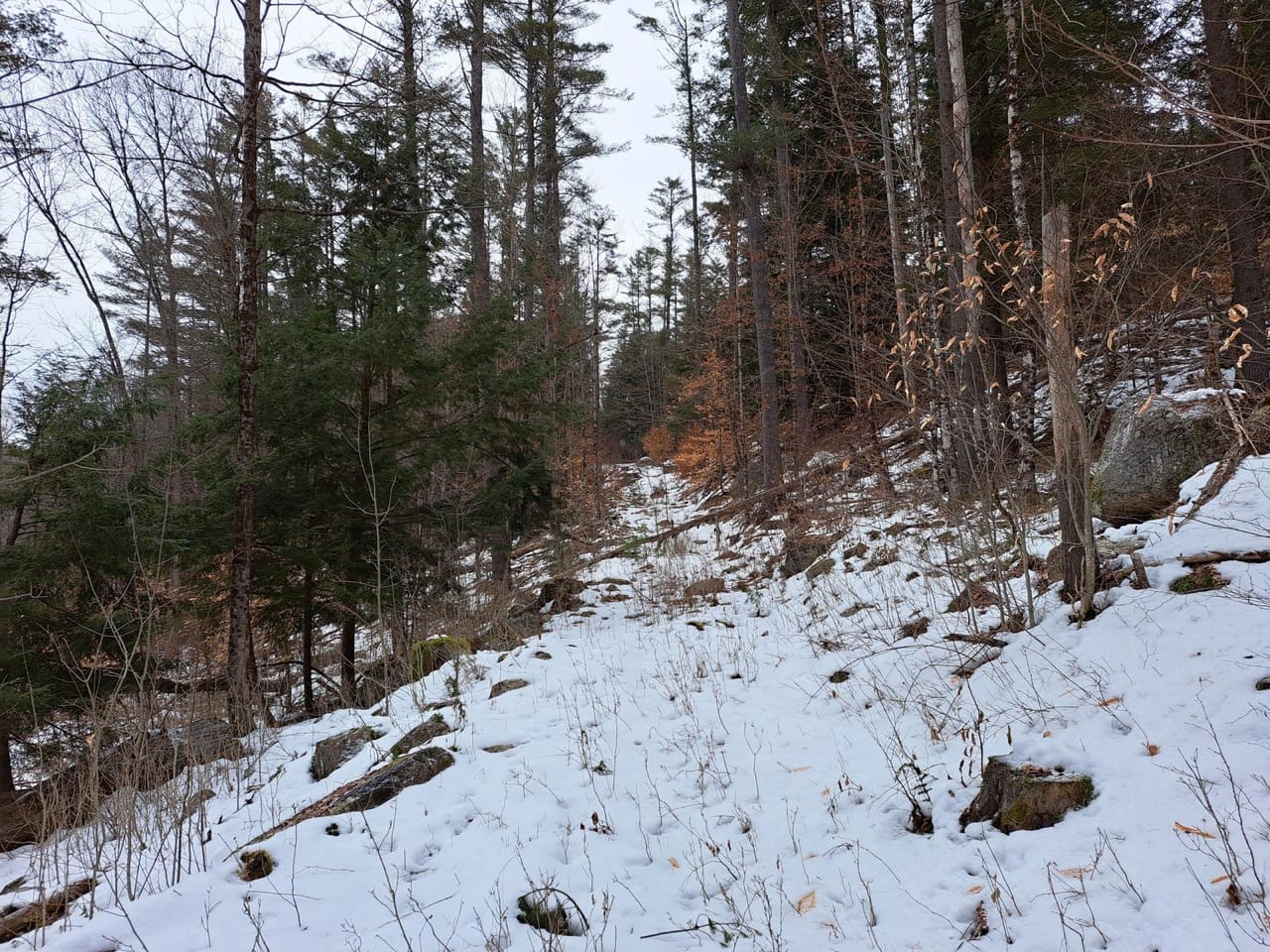 Hudson River Woodlot