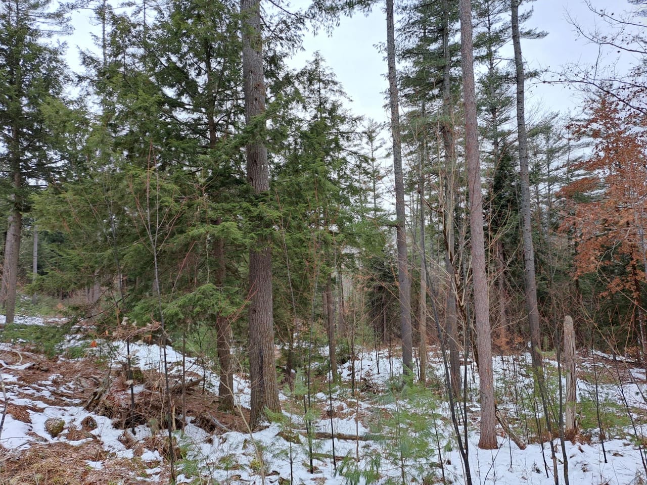 Hudson River Woodlot