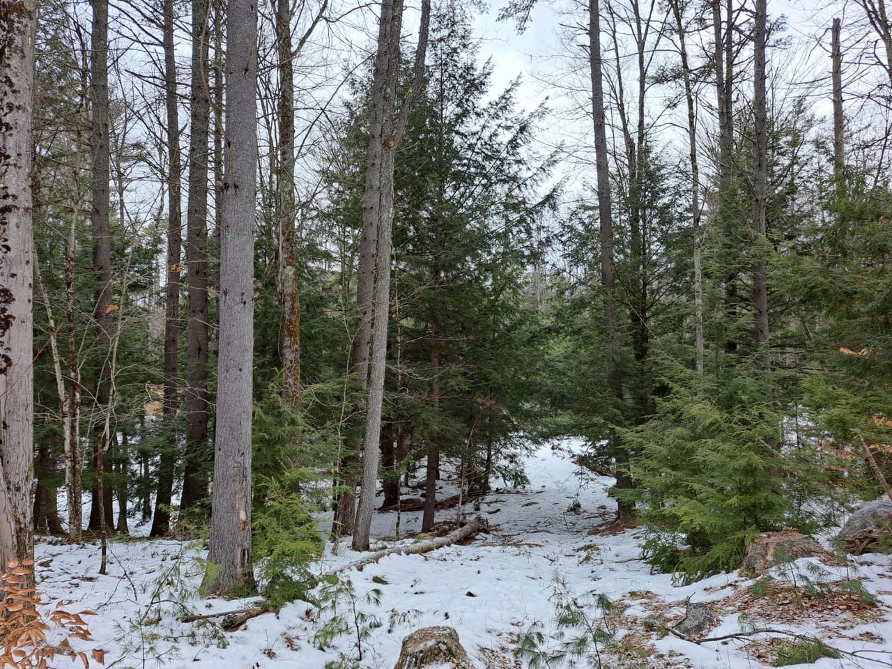 Hudson River Woodlot